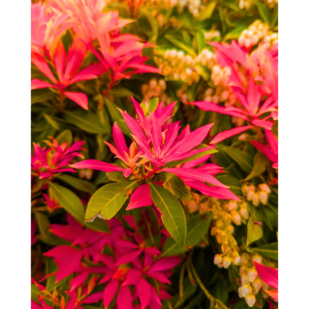 Flamingo Foliage