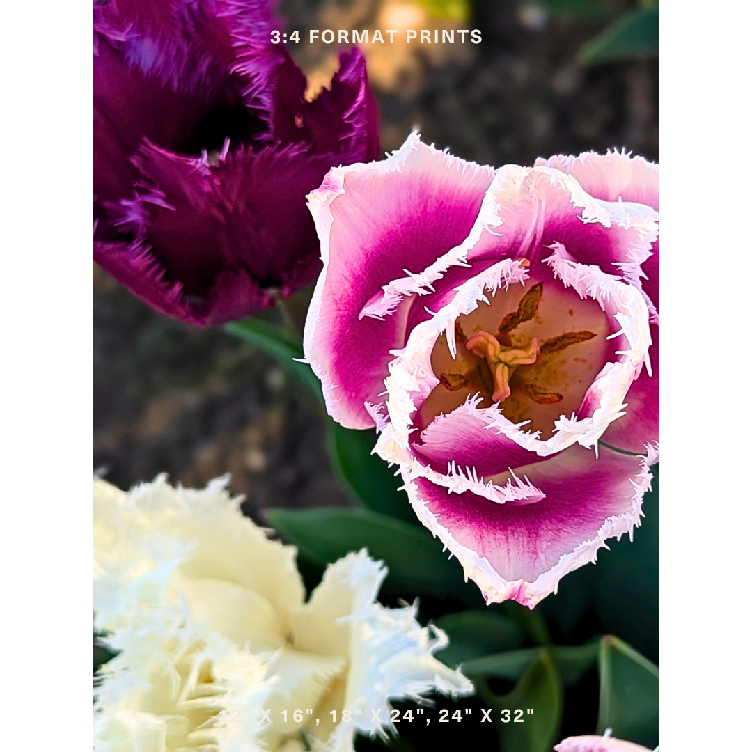 Pink & White Fringed Tulip 02