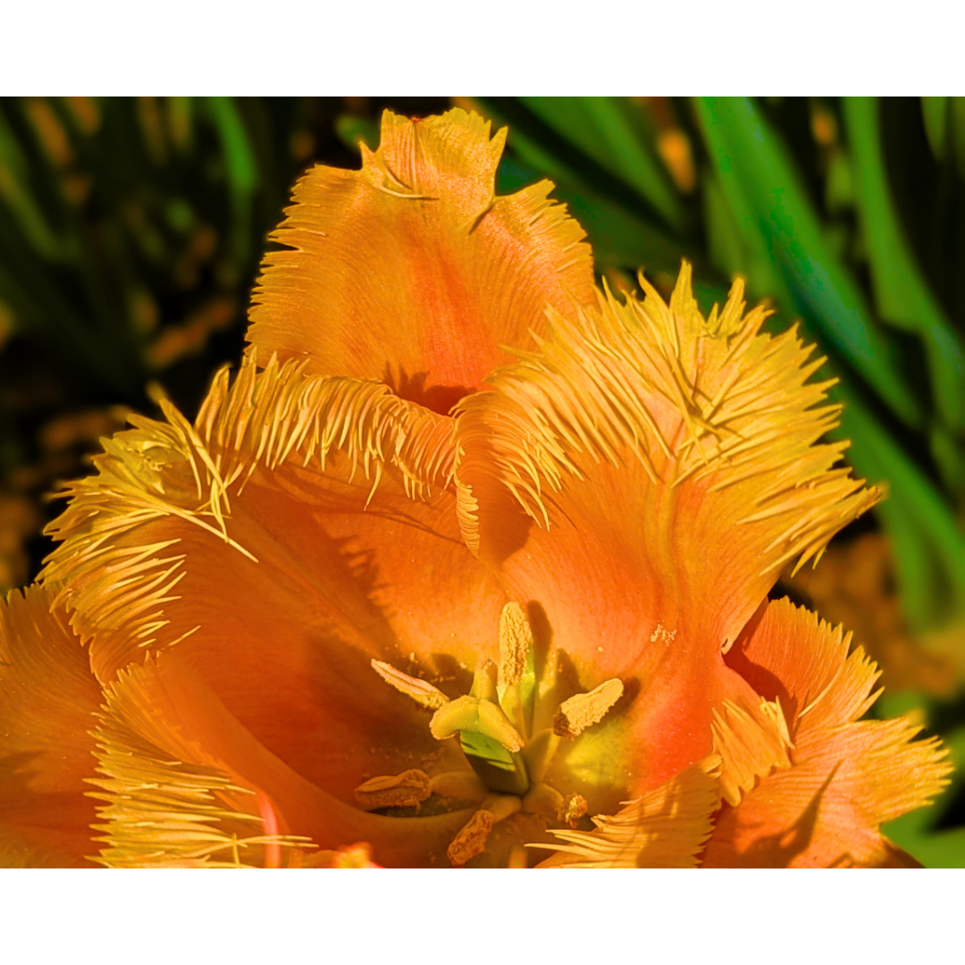 Orange Fringed Tulip 05