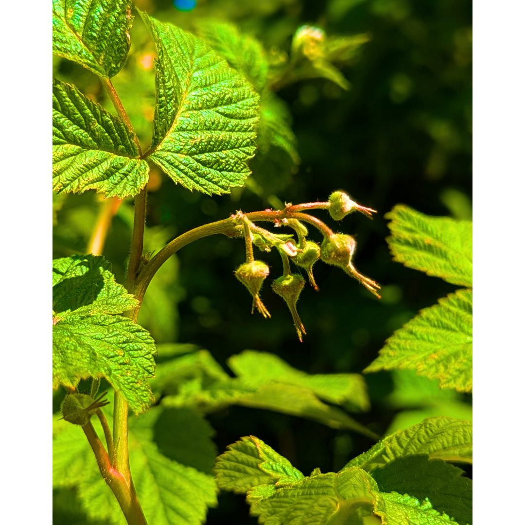 The Emerging Raspberries