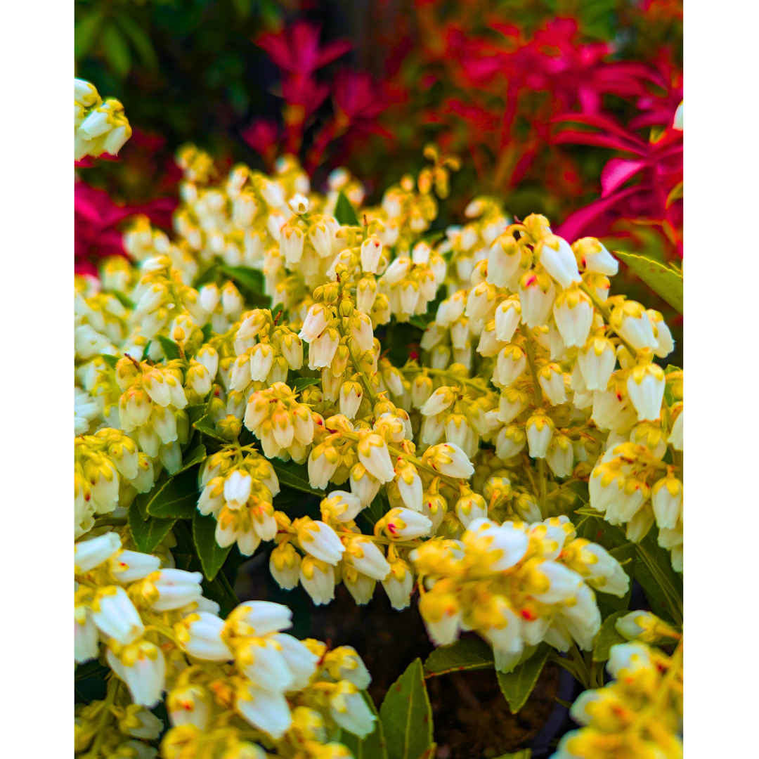 Cascading Ivory Bells