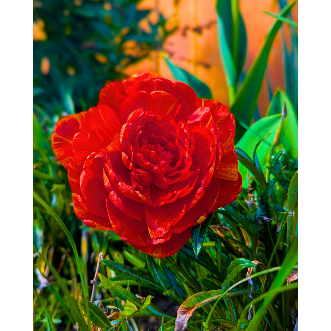 The Variegated Double Tulip