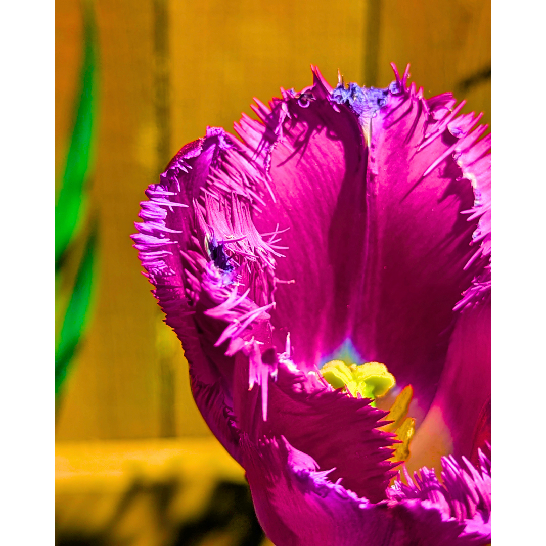 Purple Fringed Tulip 04