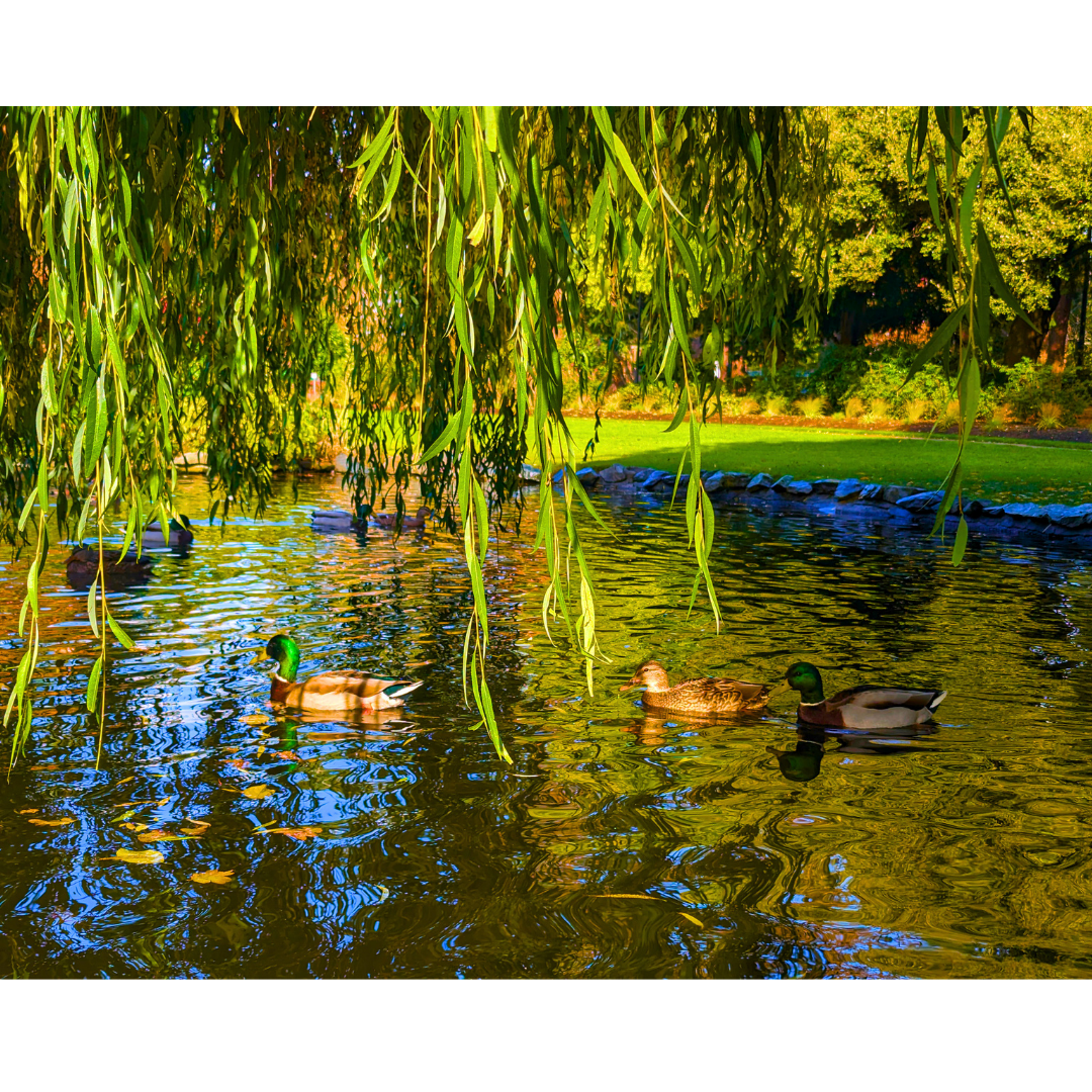 Pondside Trio