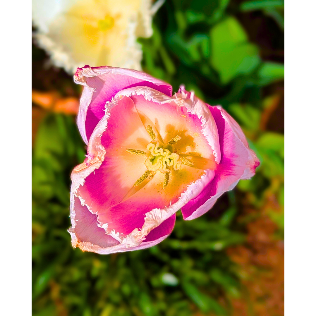 Pink + White Fringed Tulip 01