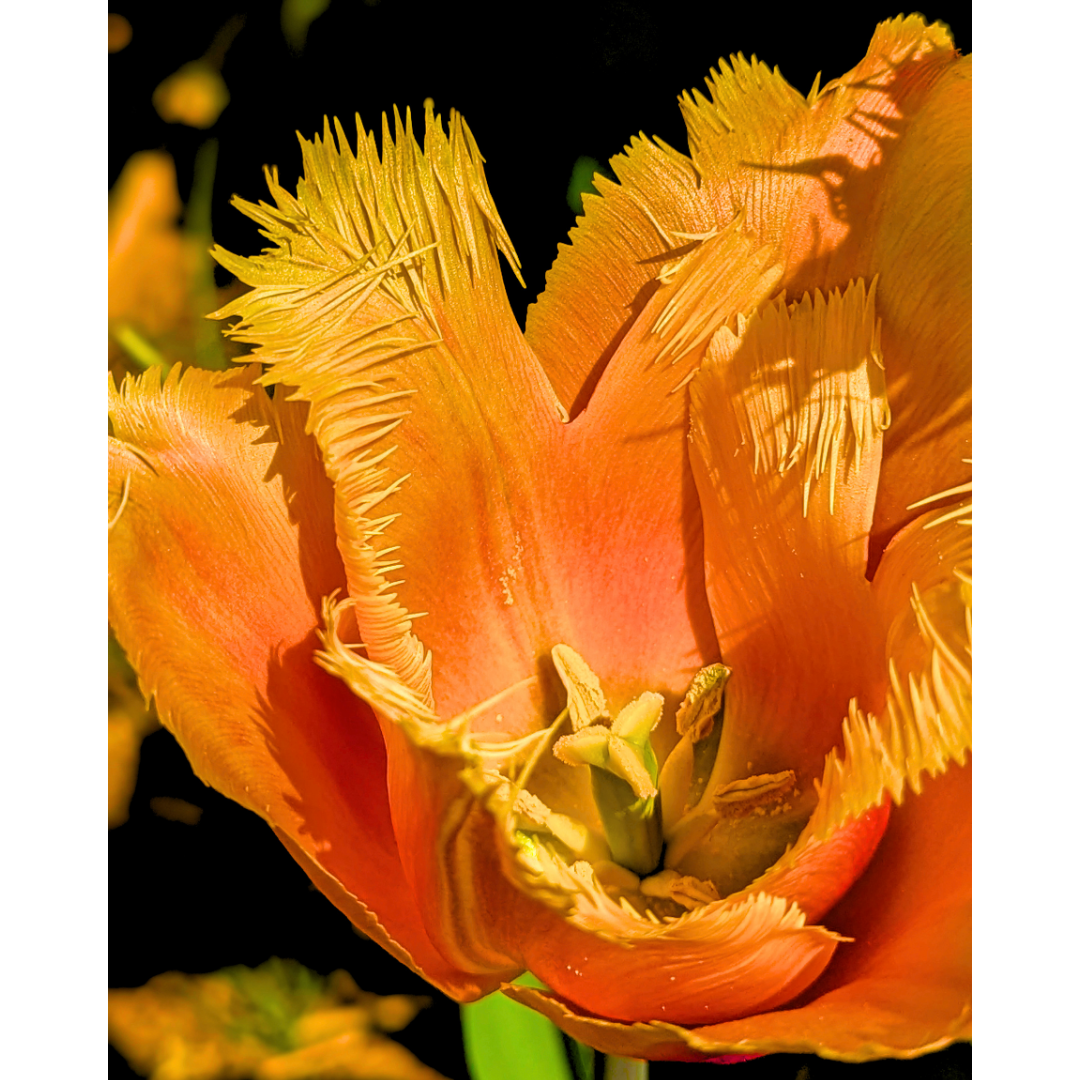 Orange Fringed Tulip 03