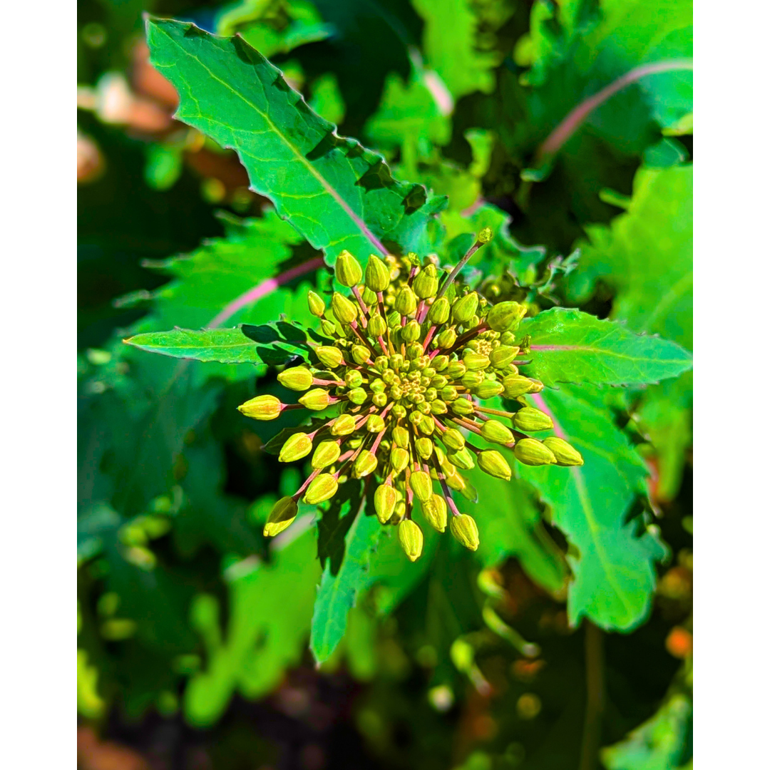 Brassica Crown in Sun
