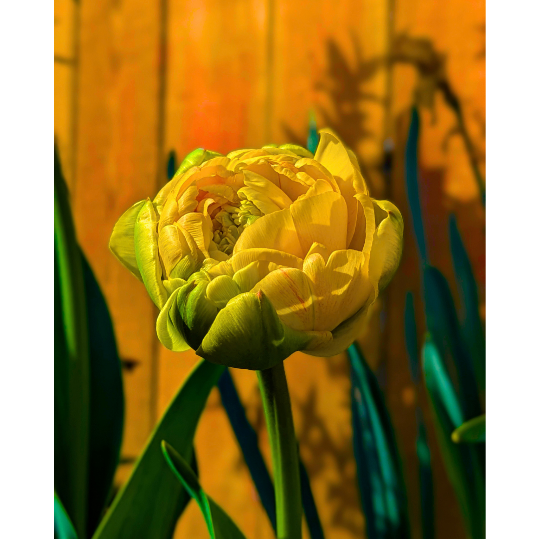 The Unfurling Double Tulip
