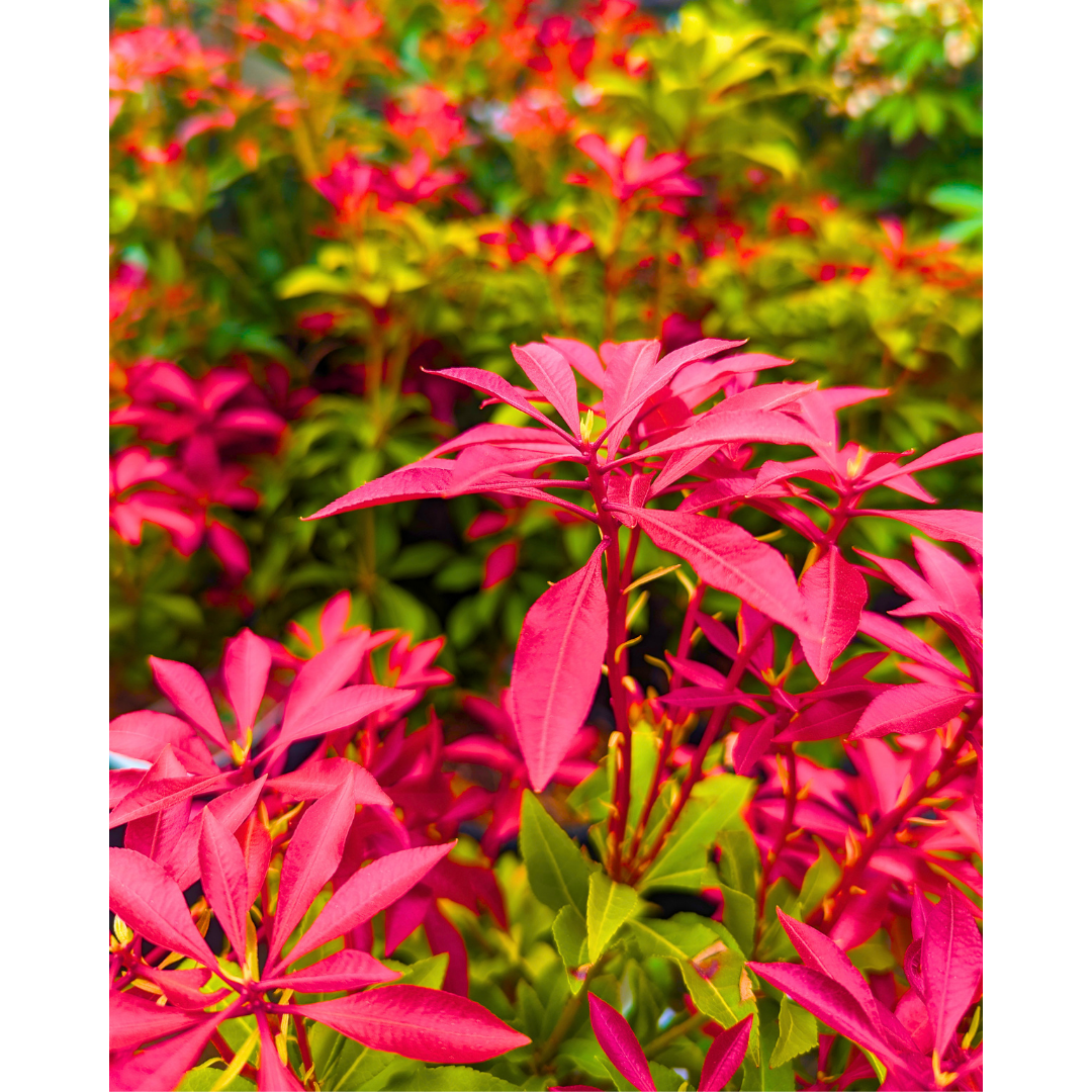 Mountain Fire Pieris