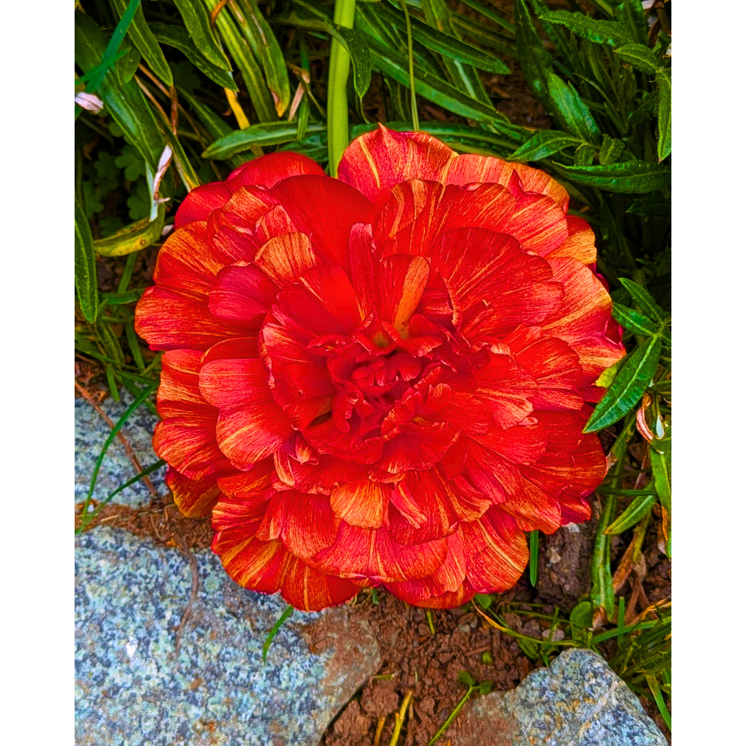 The Ember Peony Tulip