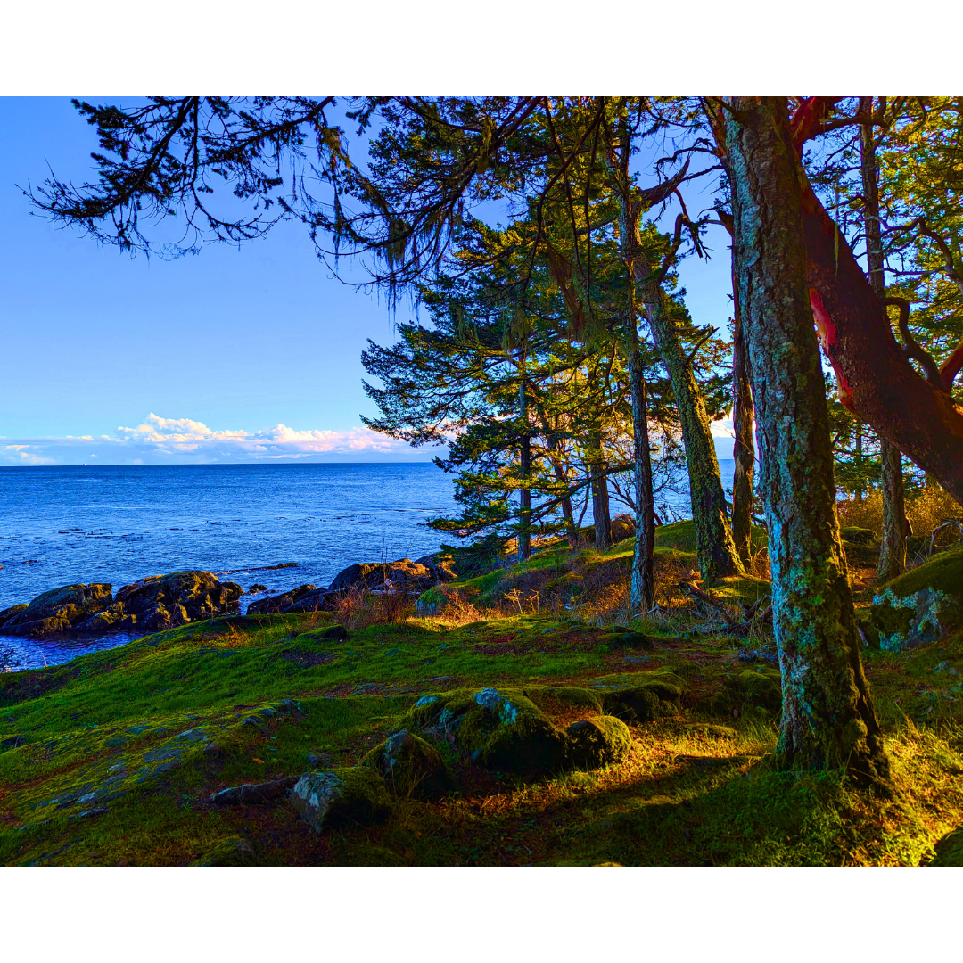 Afternoon Light on the Headland