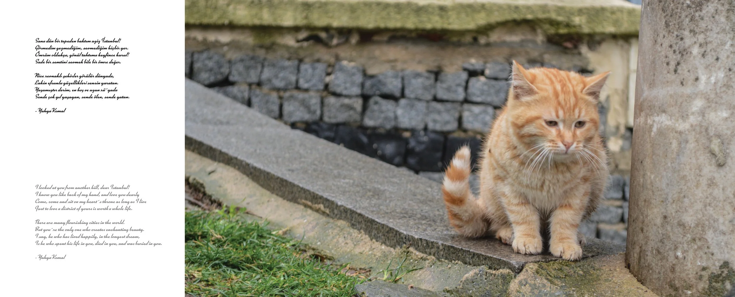 An orange tabby cat with a white-tipped tail sitting on a stone ledge next to a concrete pillar, with a stone wall in the background.