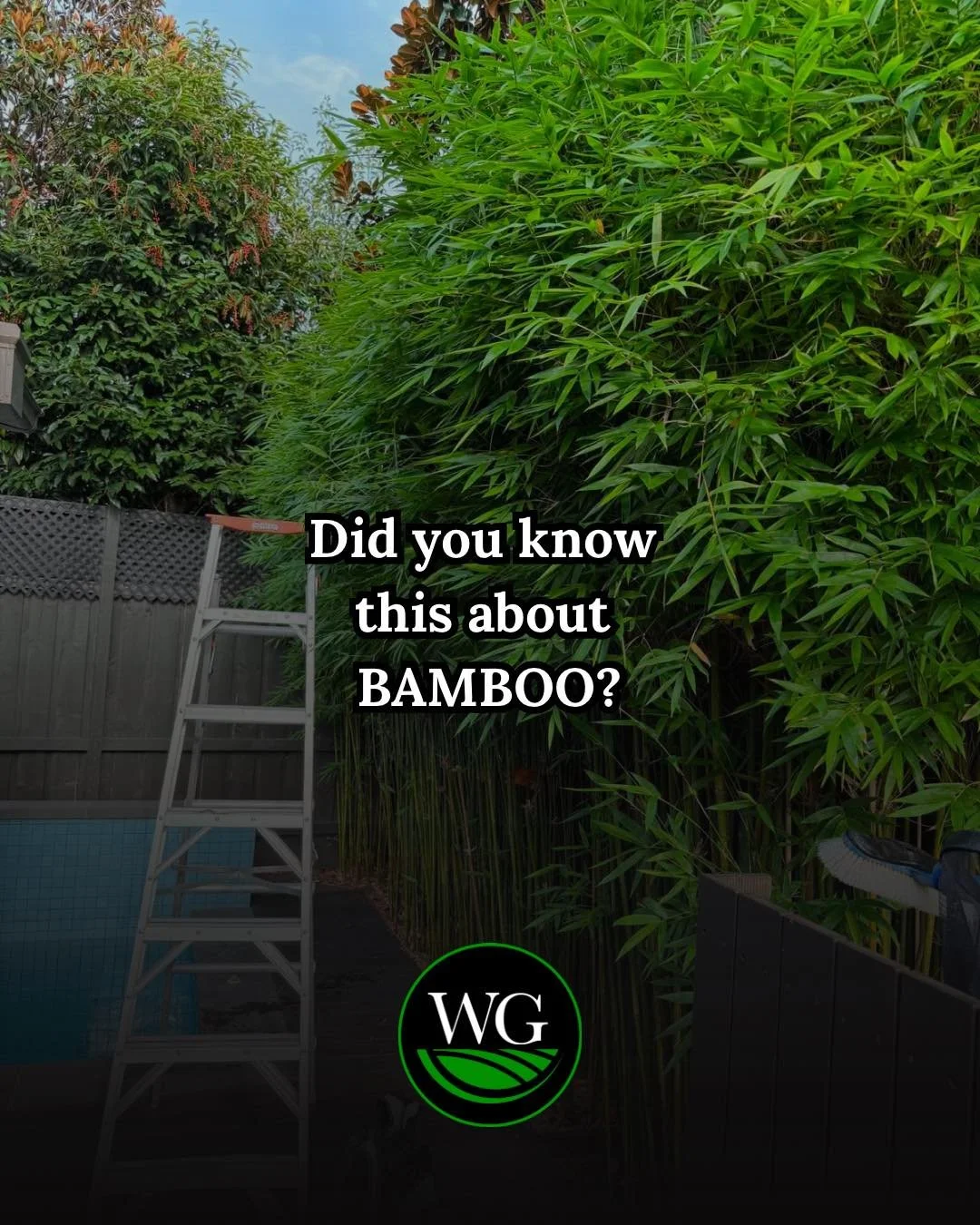Thinking about planting bamboo? Already dealing with it taking over?

Bamboo might give you privacy fast, but underground, it&rsquo;s one of the most aggressive plants you can put in a garden. Left unmanaged, roots can spread metres beyond the origin