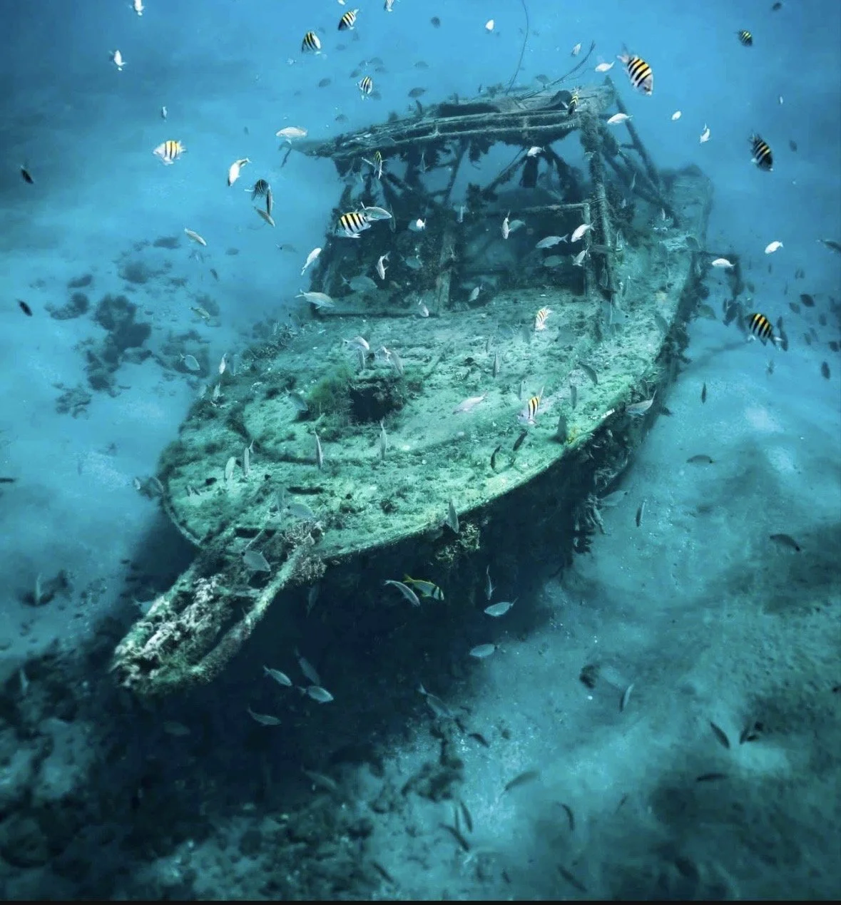 Blue Heron Bridge Guided Dive | Riviera Beach, FL