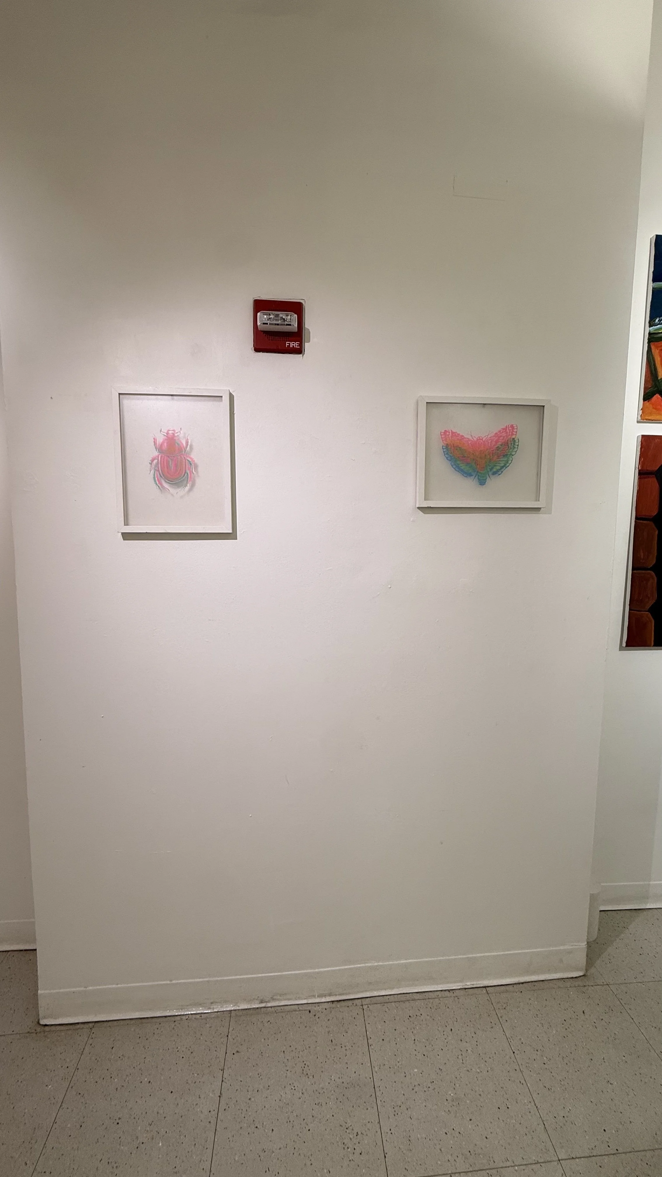 silkscreen moth and beetle.jpg