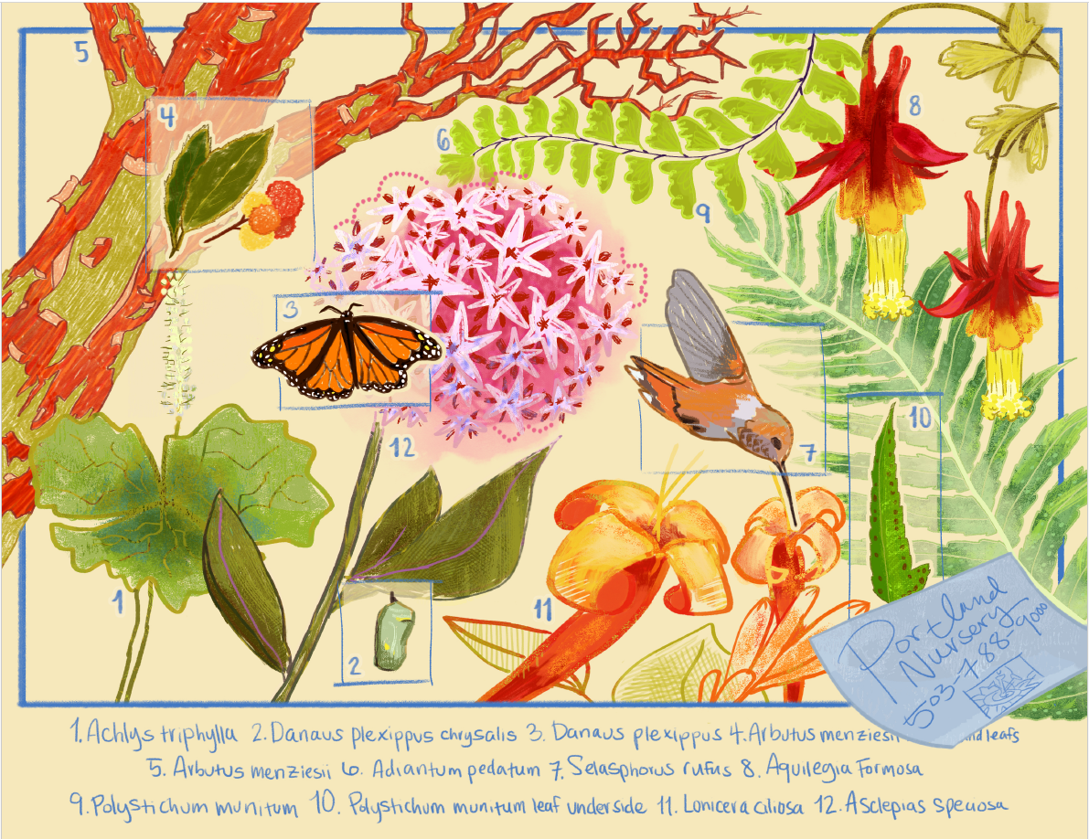 A detailed botanical illustration of native oregon various plant species and insects, including ferns, and flowering plants, with butterflies and a hummingbird, labeled with numbers and their scientific names listed at the bottom. mural design