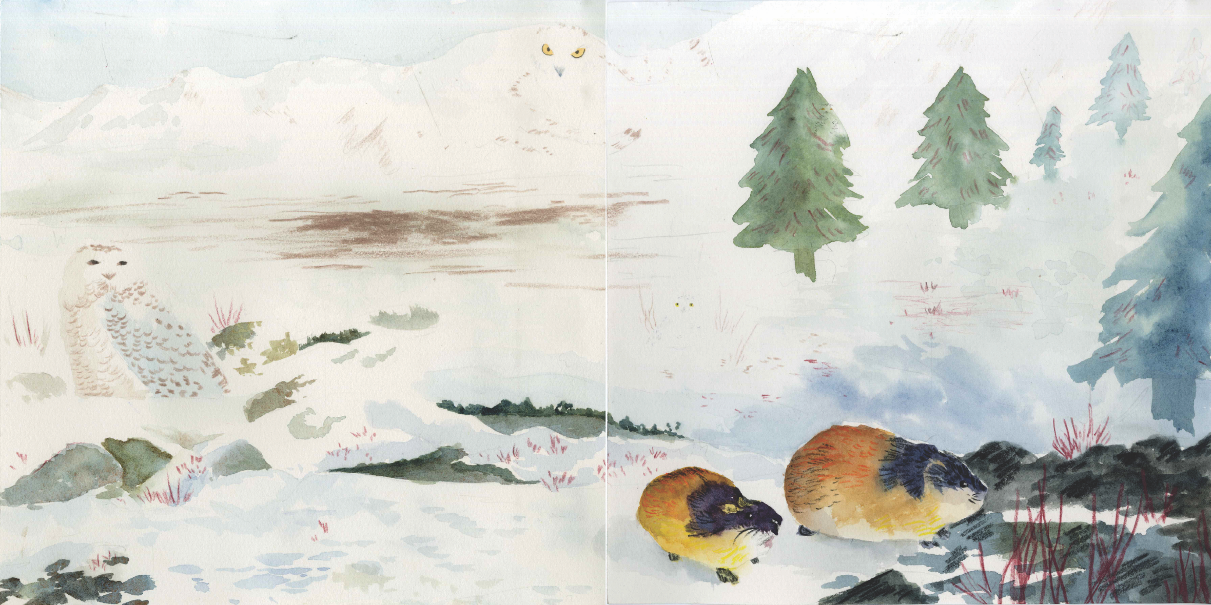 Watercolor painting of a winter landscape with snowy ground, pine trees, a mountain with a snowy owl, a lemming, tundra.