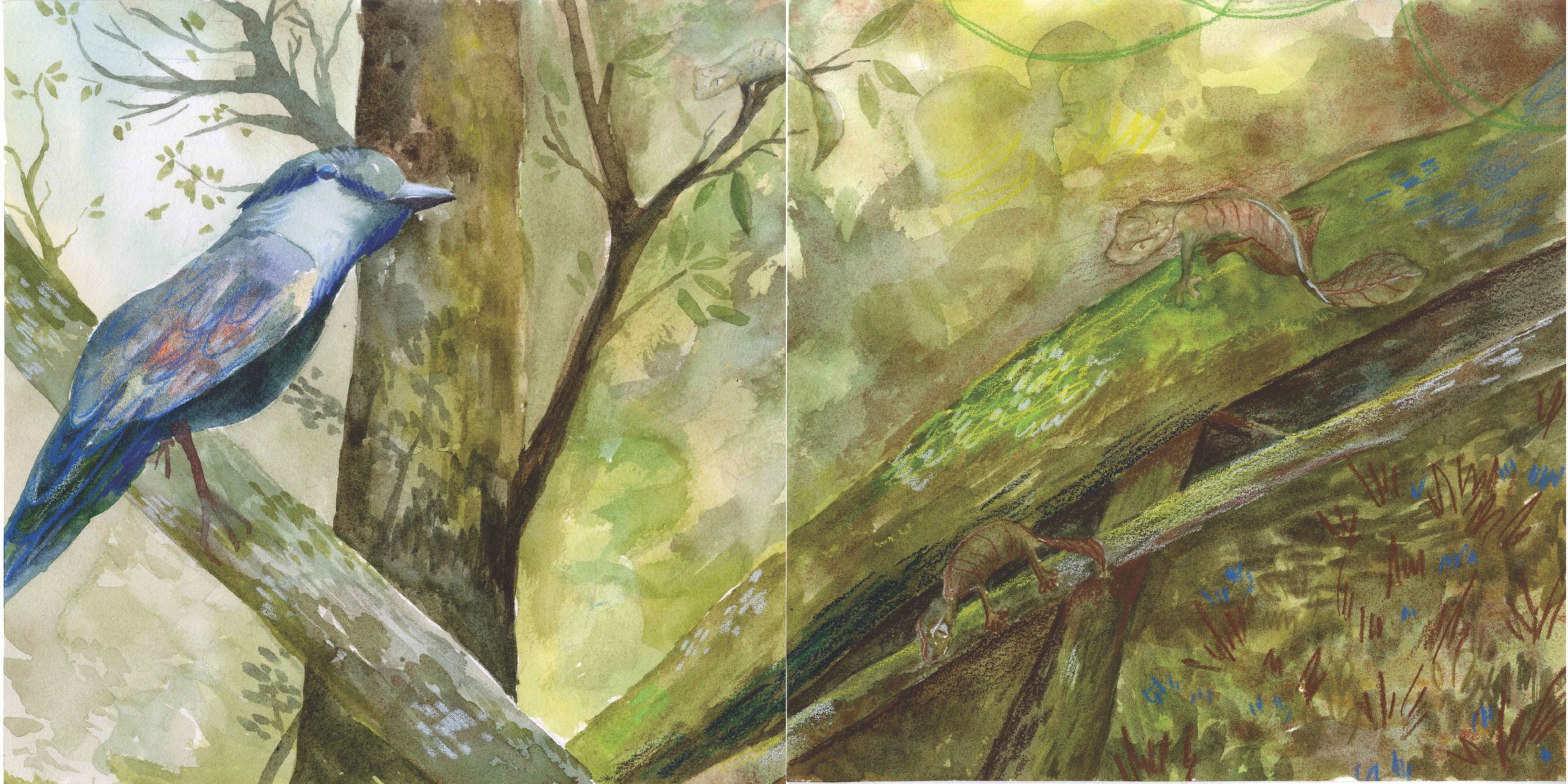 Watercolor illustration of a bird cuckoo, perched on a tree branch on the left side and three satanic leaf tailed gecko on a mossy log on the right side, set in a forest scene.