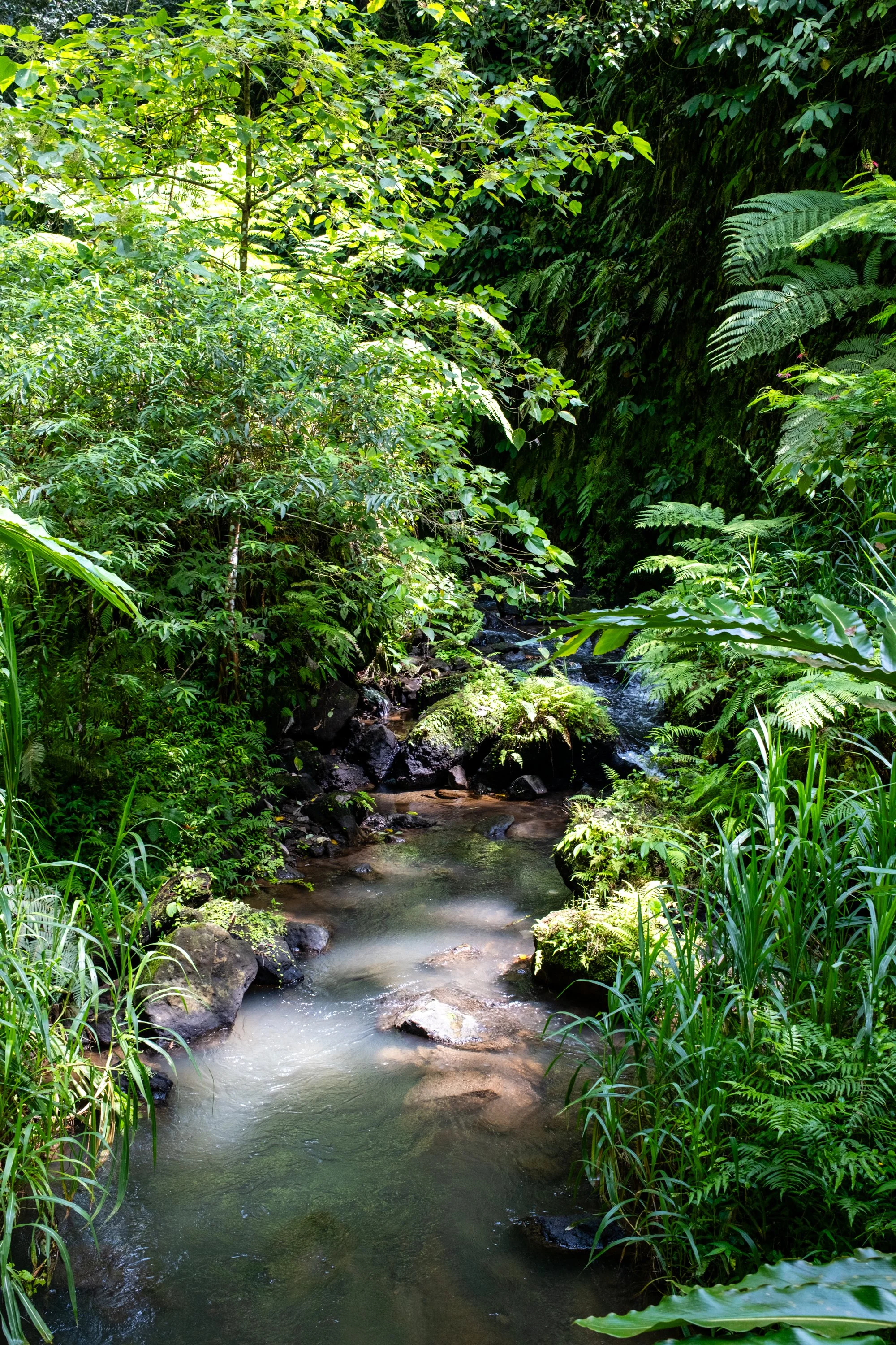 A lush green tropical forest with dense foliage and ferns, featuring a small stream flowing over rocks.