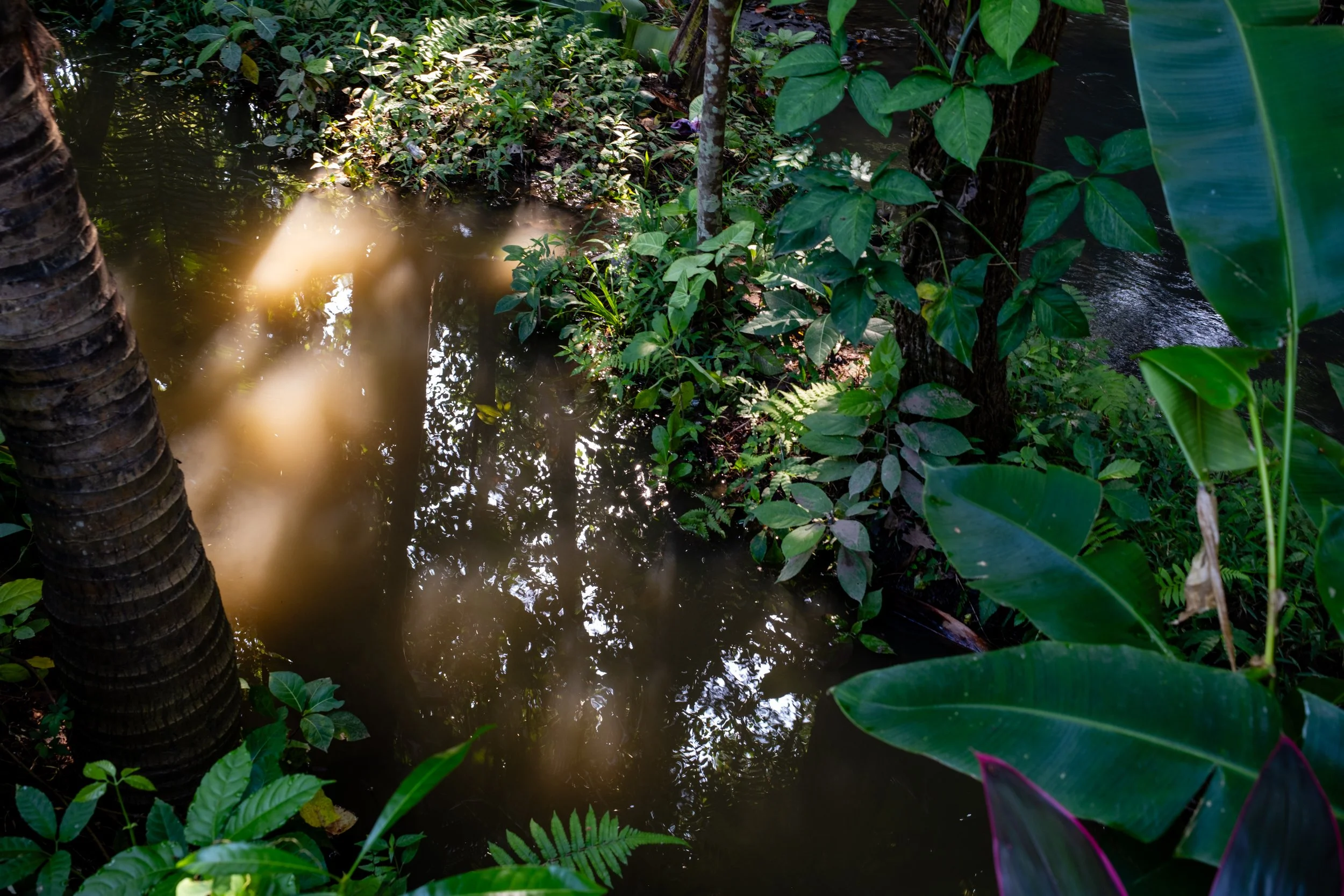 A small water body surrounded by dense green tropical plants and trees in a lush forest setting.