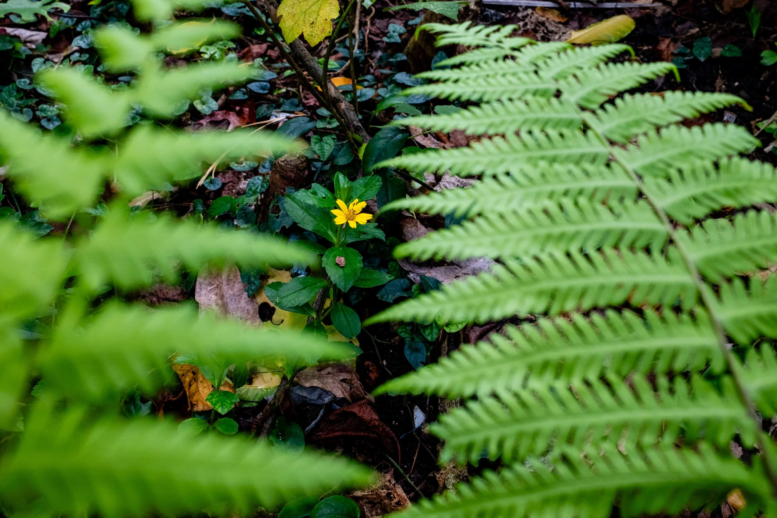 A small yellow flower growing among green ferns, ivy, and fallen leaves on a forest floor.