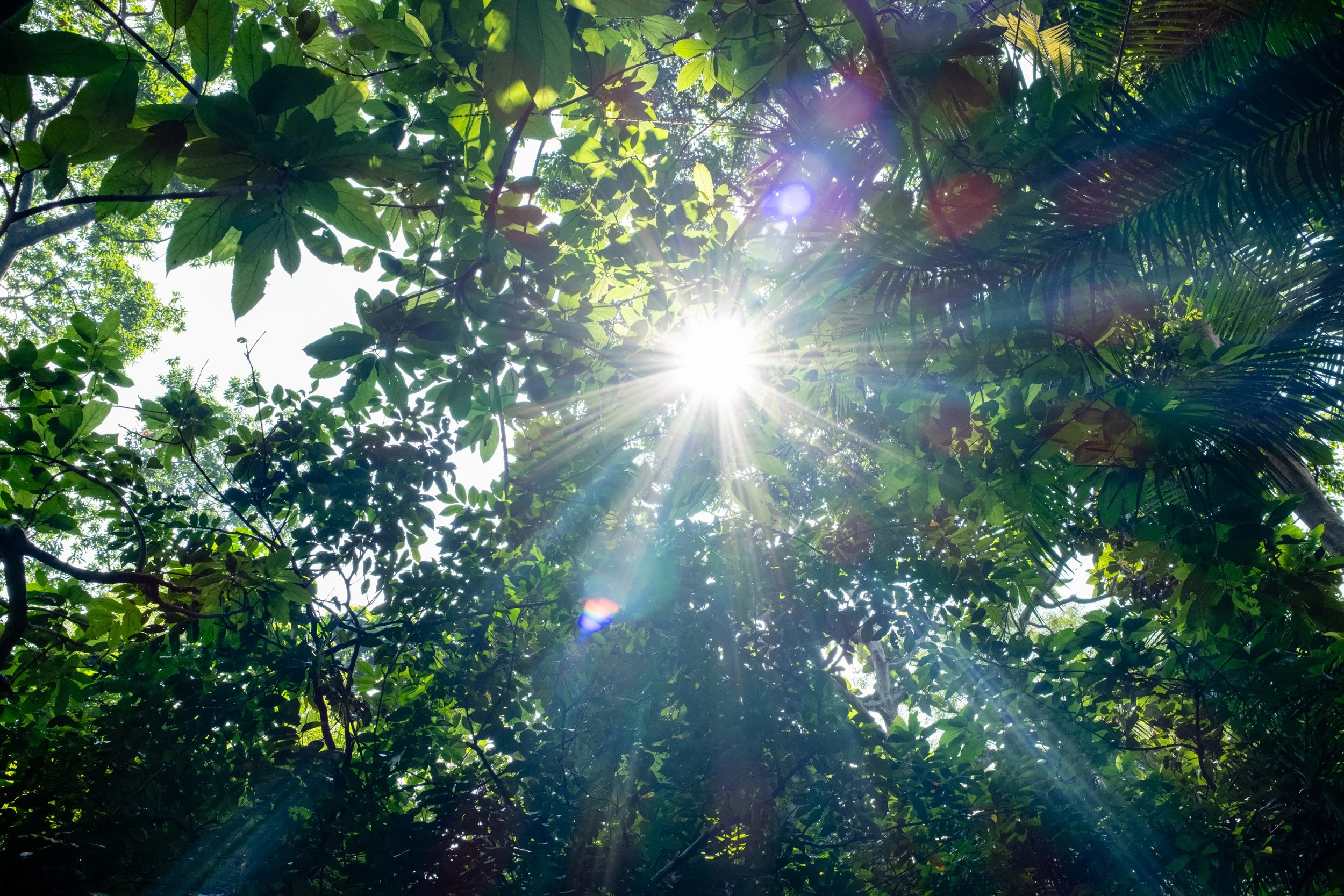 Sunlight filtering through green tree leaves in a forest canopy on a sunny day.