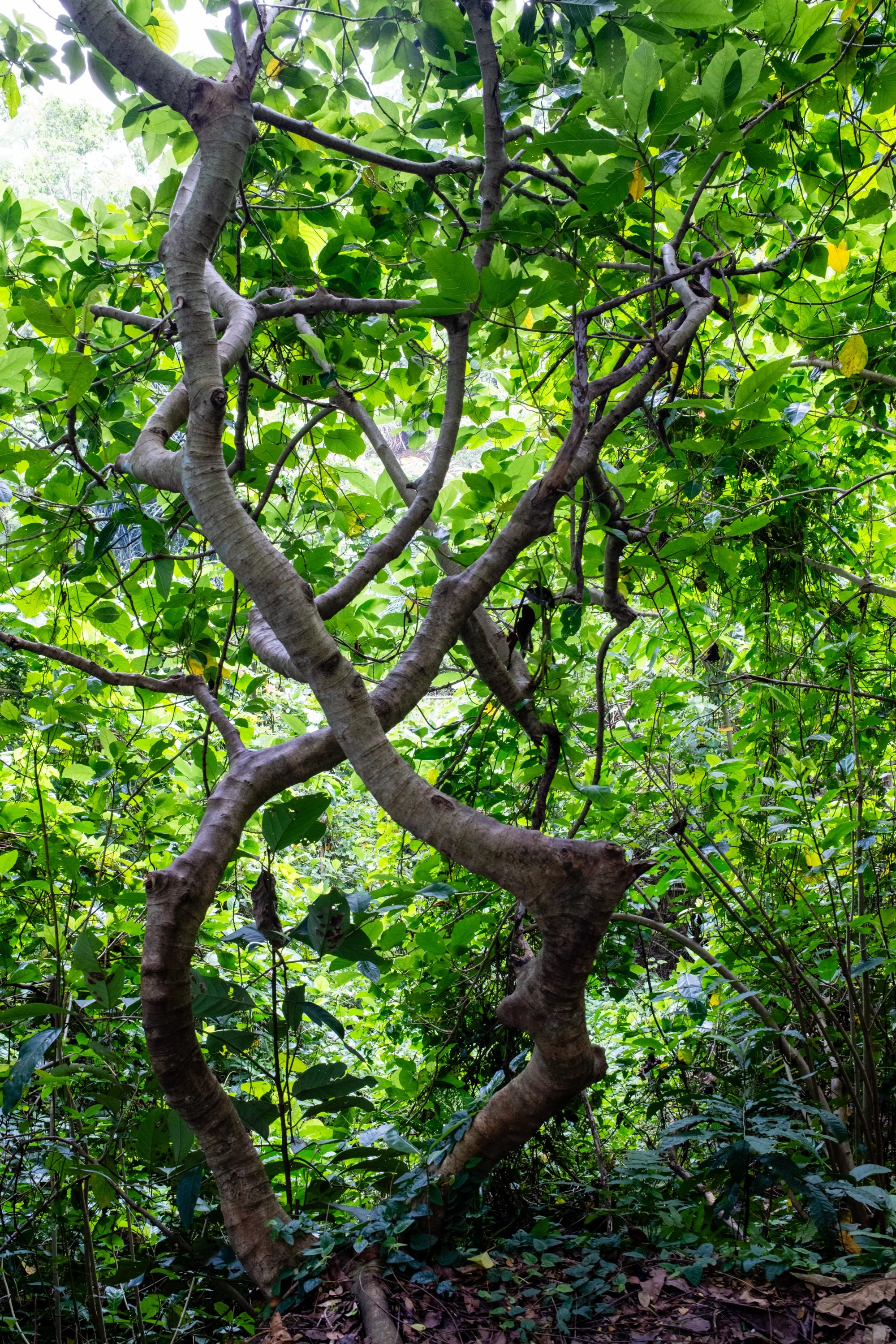 View of two intertwinned trees with dense green foliage, and undergrowth on the forest floor.