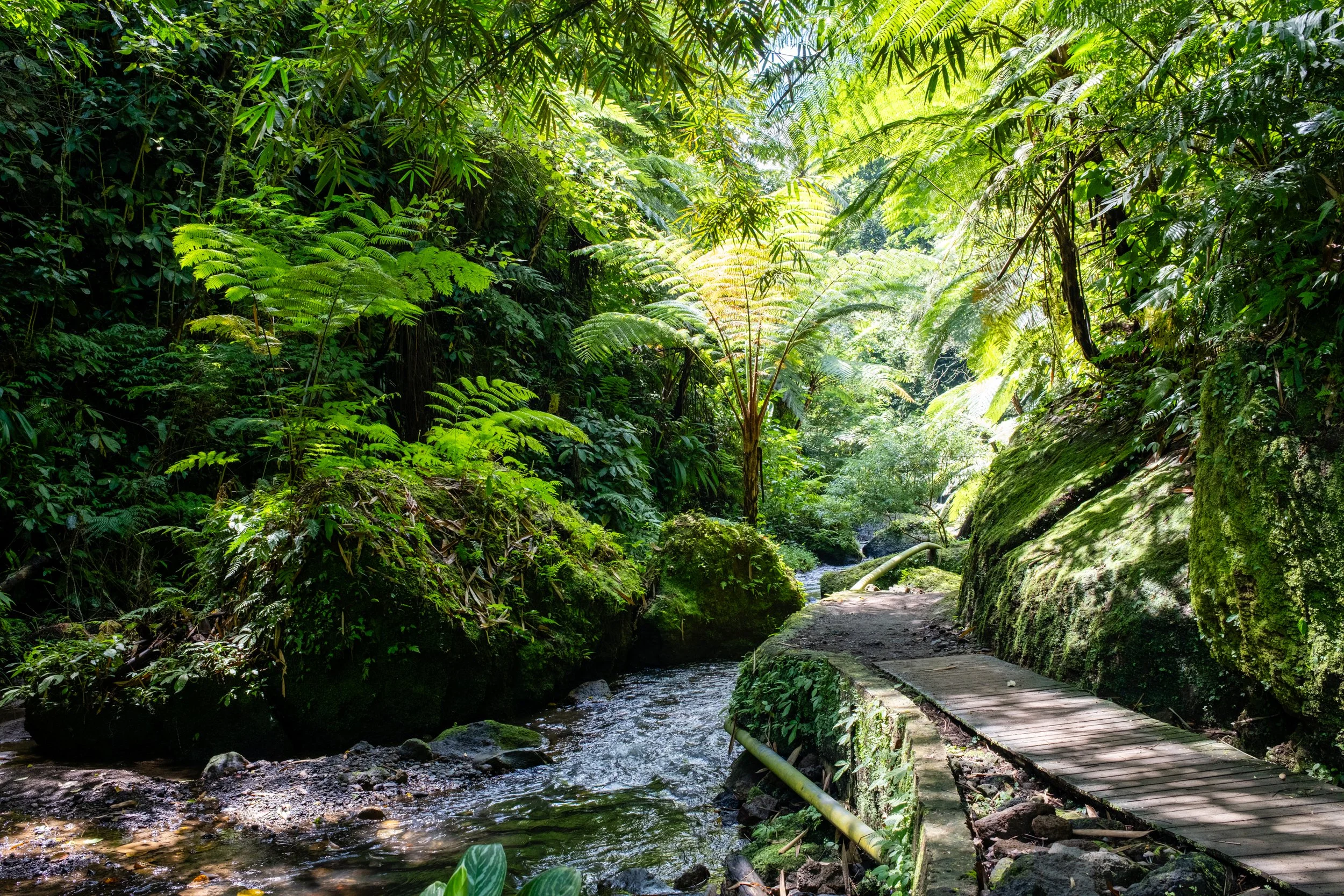A lush green rainforest with dense trees and plants, a small stream running through the forest, and a wooden pathway on the right side.