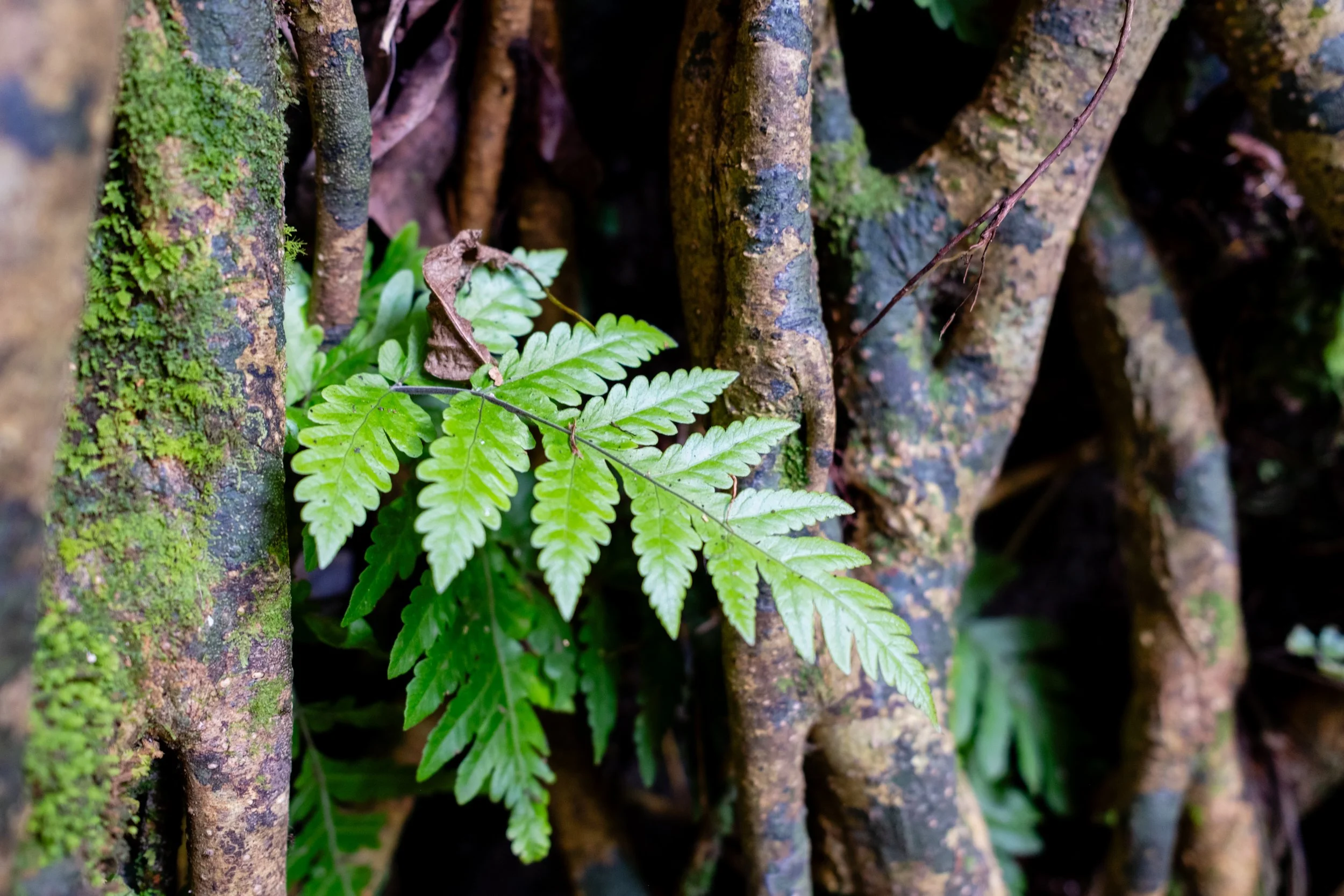 Close-up of green fern and dry leaves growing on moss-covered tree bark.