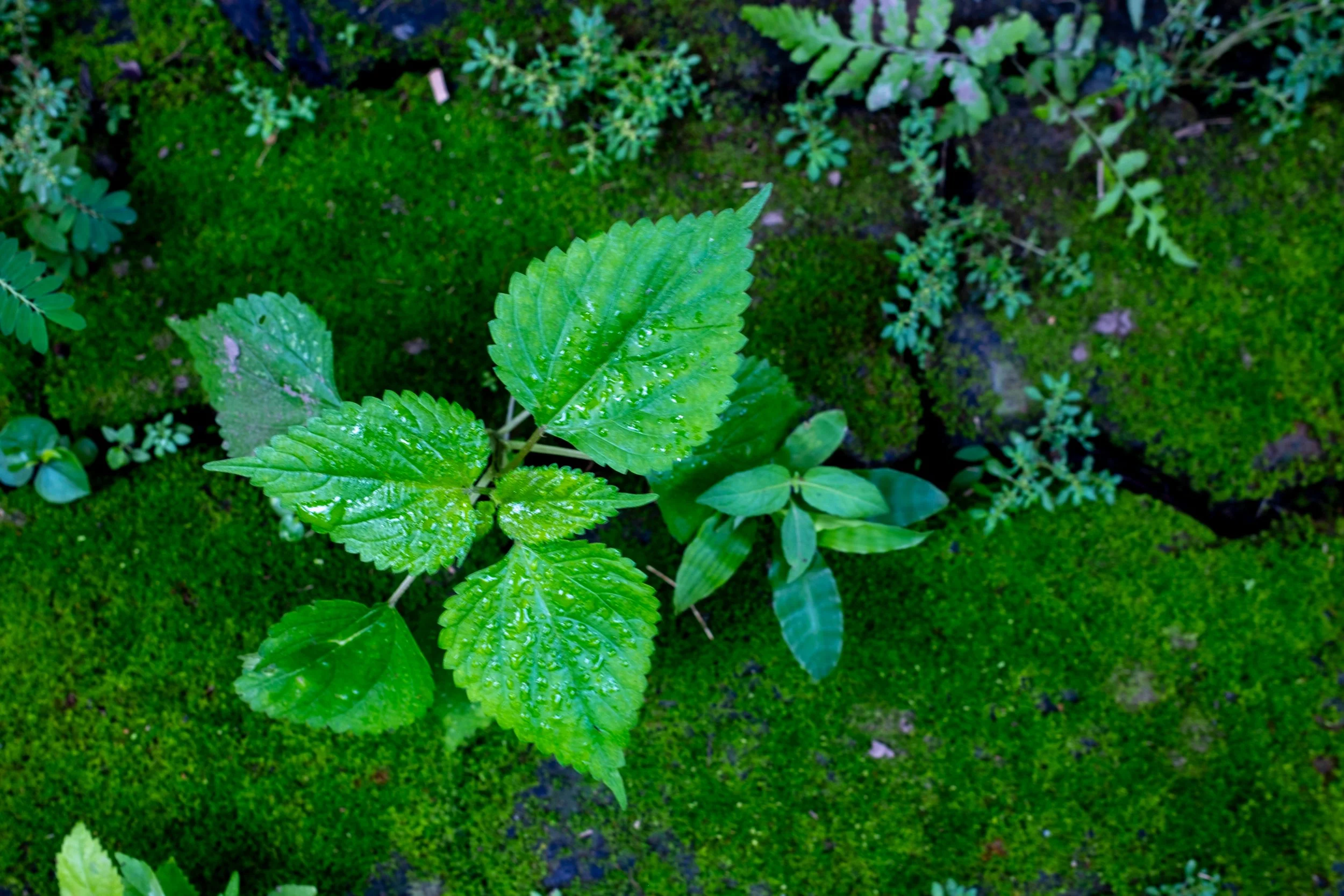 Close-up of green leaves with raindrops on them, surrounded by lush moss and small plants.