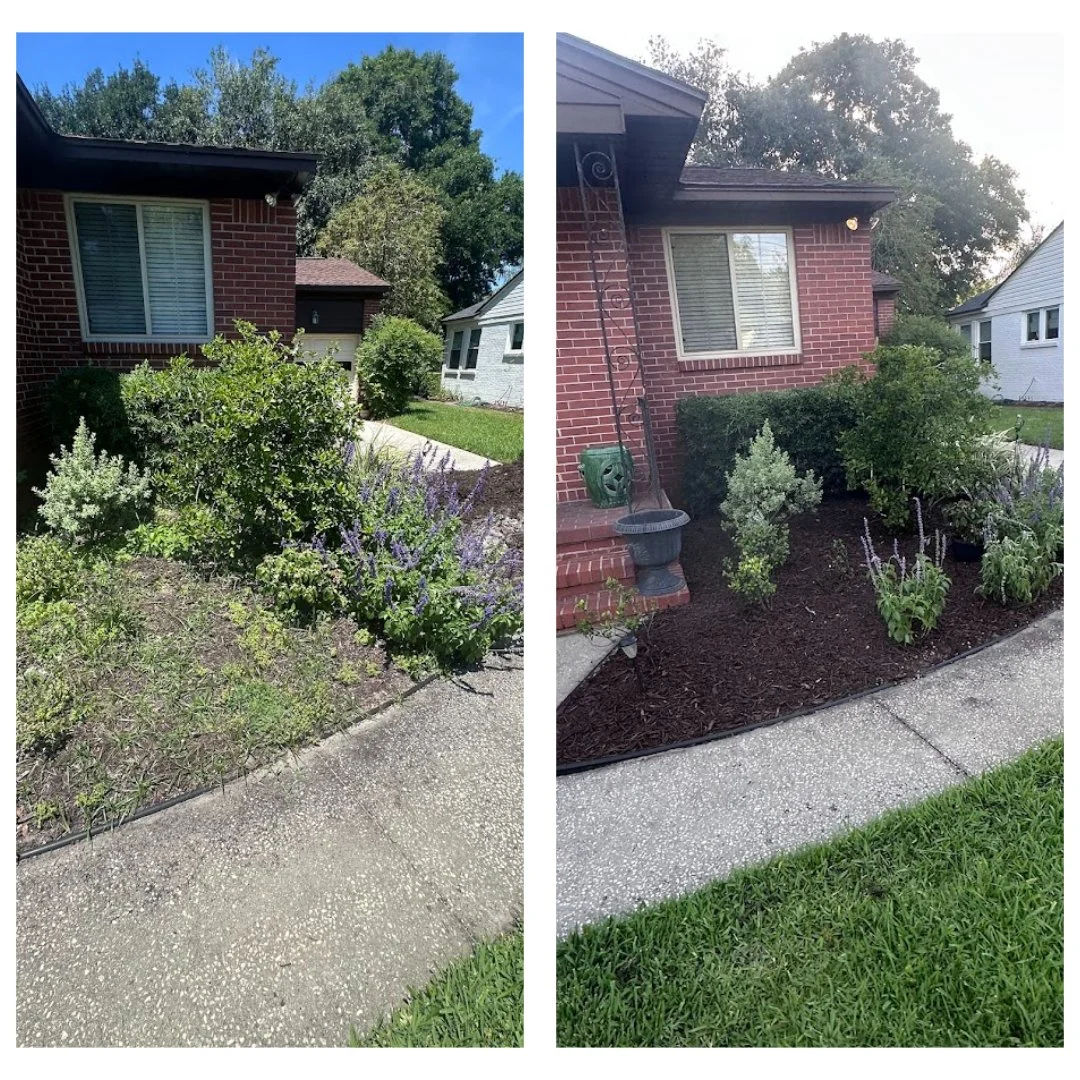 Before and after images of a house's front yard. The gardening area was cleared and newly mulched, with plants and shrubs arranged neatly.