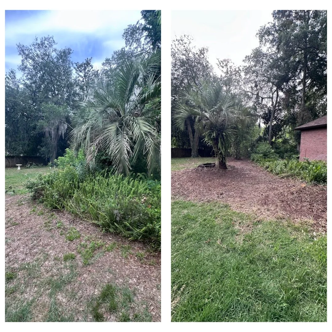 Comparison of two backyard scenes showing a palm tree and surrounding plants, with grass and mulch areas, before and after landscaping work.