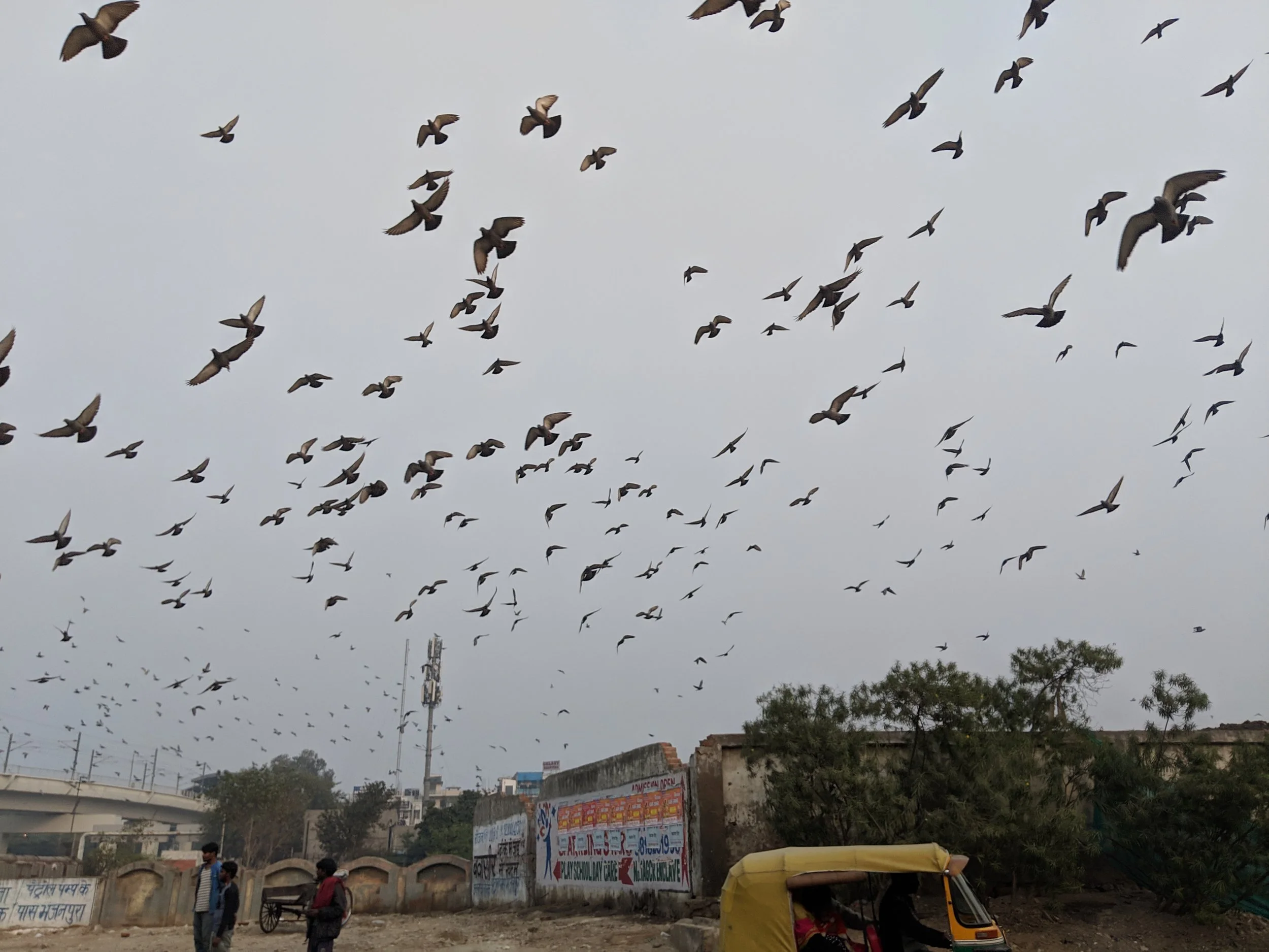 “Oo Nadaan Parindey...” - Oh Innocent bird...”&nbsp;