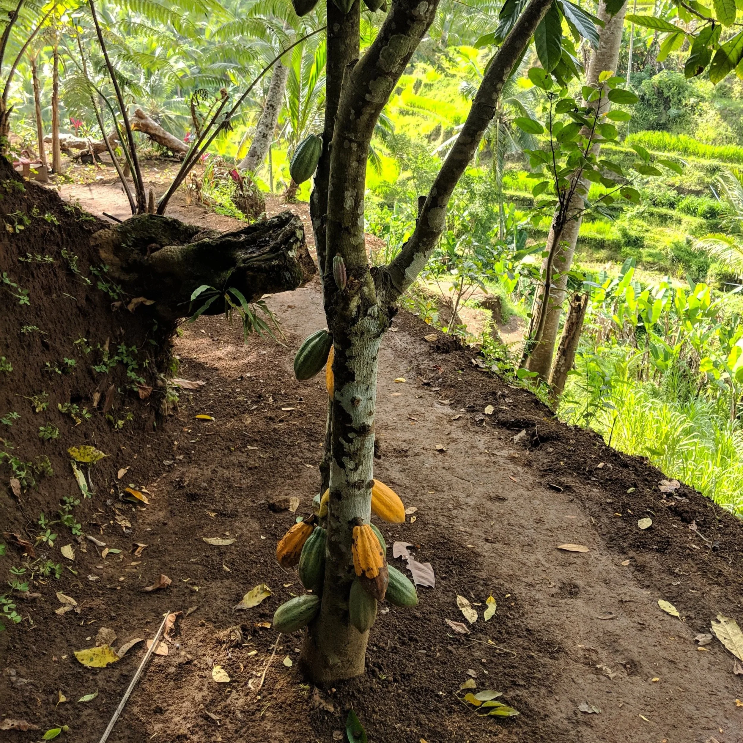 Ka Ka U (Cacao) Ceremonies: Celebrating passion, life, art and nature