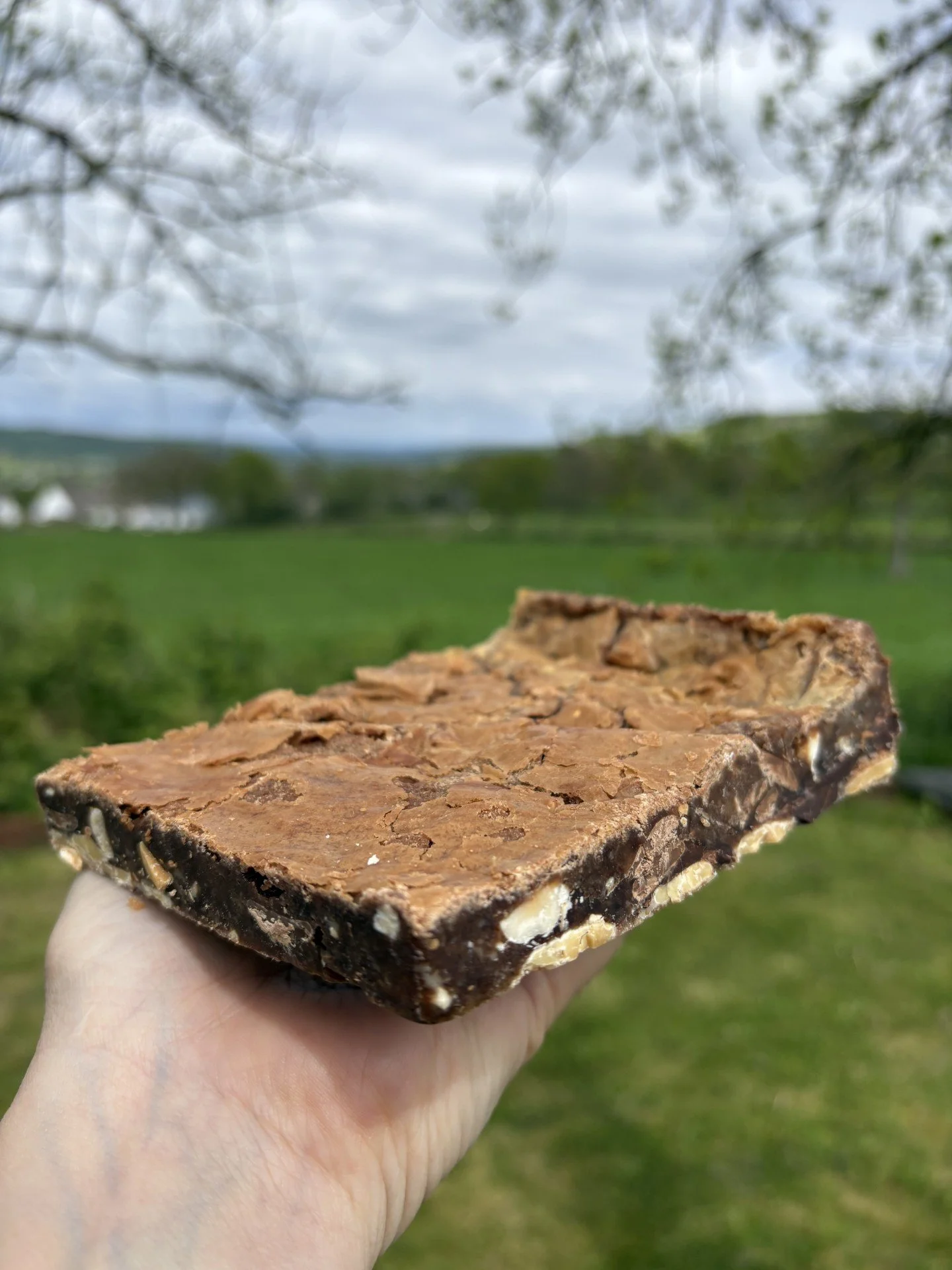 Hathtren Hazlenut Blondie.jpg