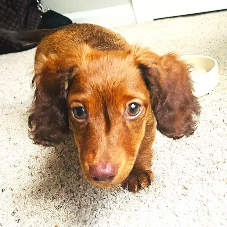 A cute brown dachshund puppy with long ears looking up on a beige carpet, with a white bowl and some objects in the background.