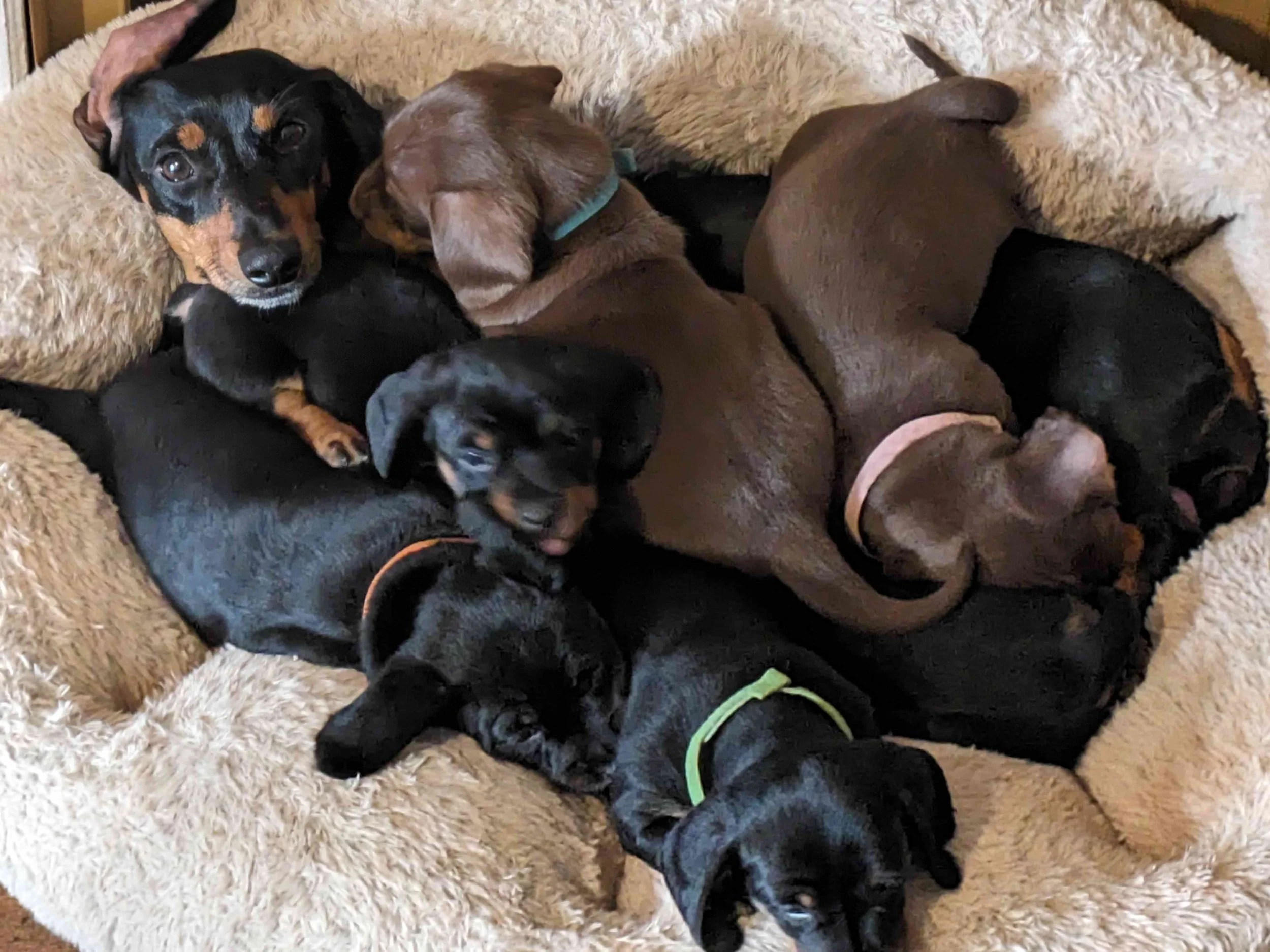 How to Prepare for Bringing Home a Dachshund Puppy: The Ultimate Puppy Checklist