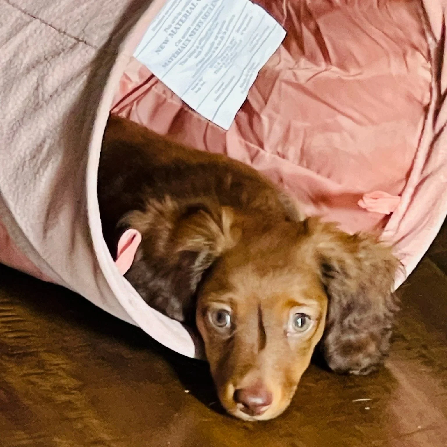A brown dog with light eyes lying on a dark wooden floor, partially inside a pink and beige pet bed with a crumpled pink blanket and a white informational tag