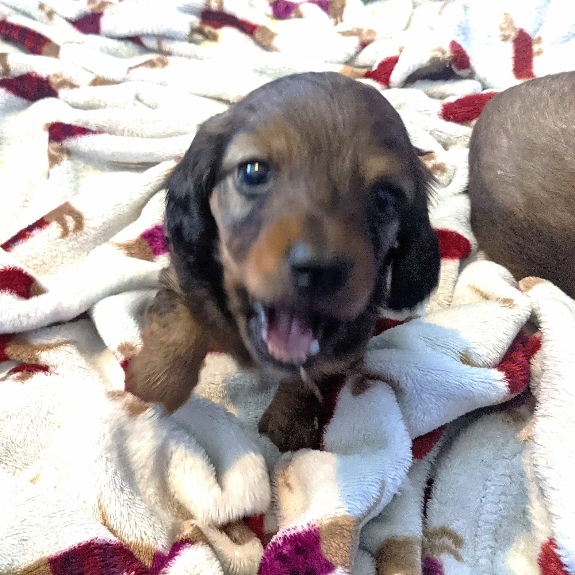 Close-up of a cute puppy with brown and black fur and floppy ears, lying on a colorful blanket with white, red, and purple patterns.