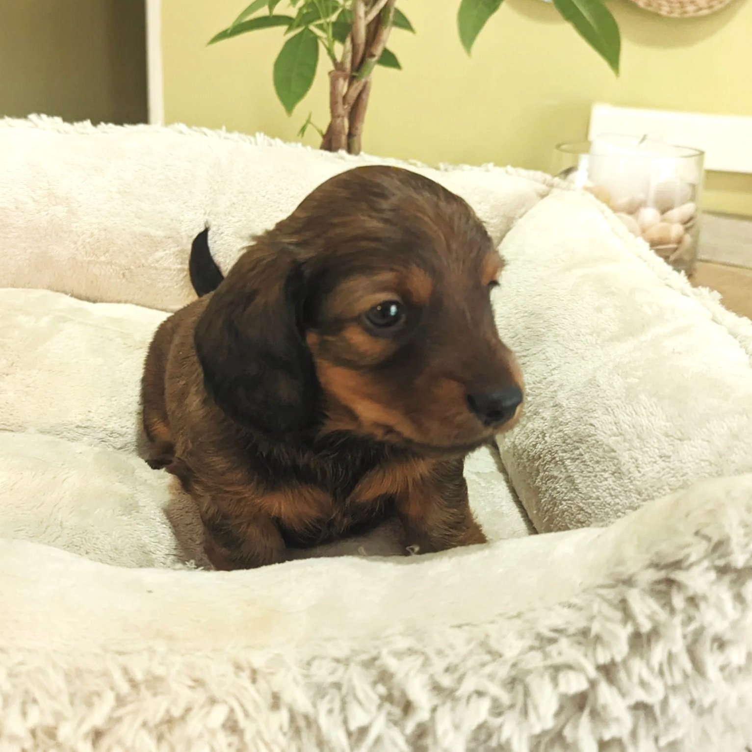 A young brown and black puppy with floppy ears sitting on a soft, cream-colored blanket in a cozy room.