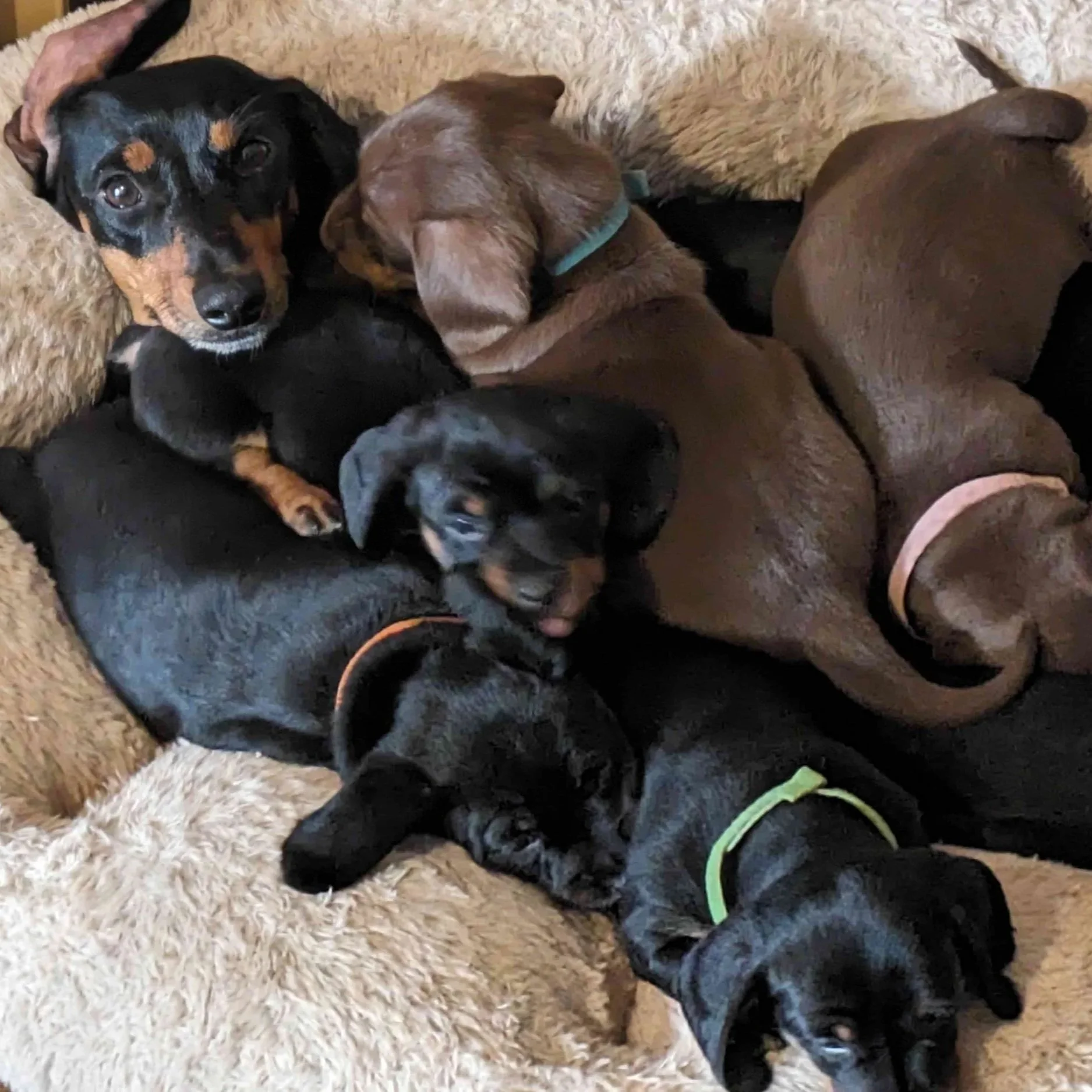 Three puppies cuddling on a beige fluffy blanket. The puppy on the left is black with tan markings, the middle puppy is brown with floppy ears and a blue collar, and the puppy on the right is dark brown with a green collar.