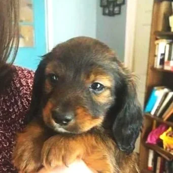 A cute brown and black puppy being held indoors.