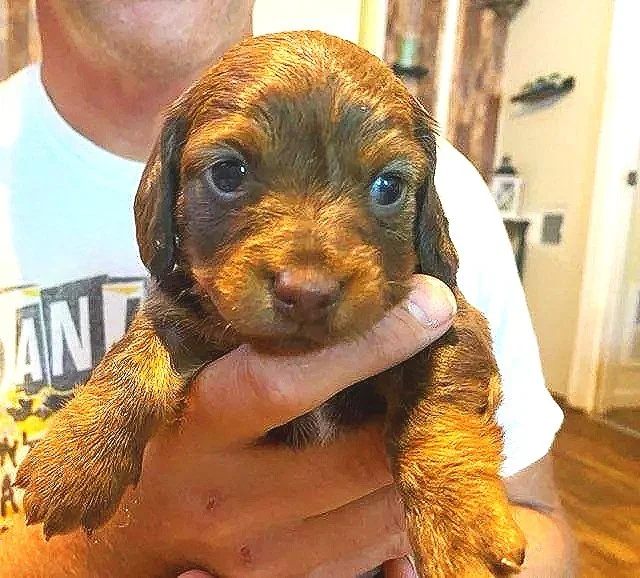 A small brown and black puppy being held by a person's hand indoors.