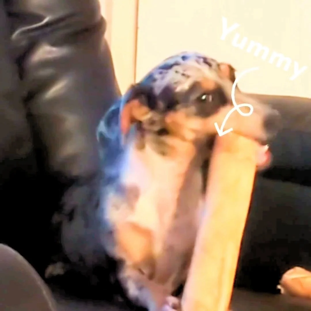 Dachshund Separation Anxiety: Signs, Causes &amp; Comfort Tips