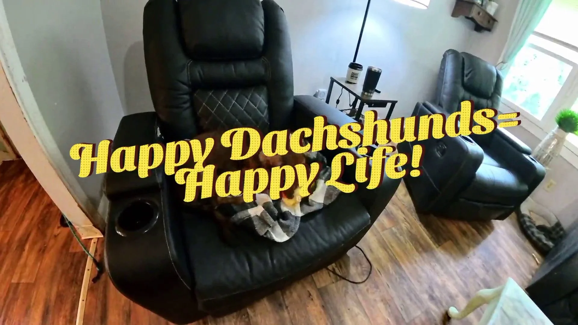 Adorable Dachshund Puppy Moments | Carolina Dachshunds