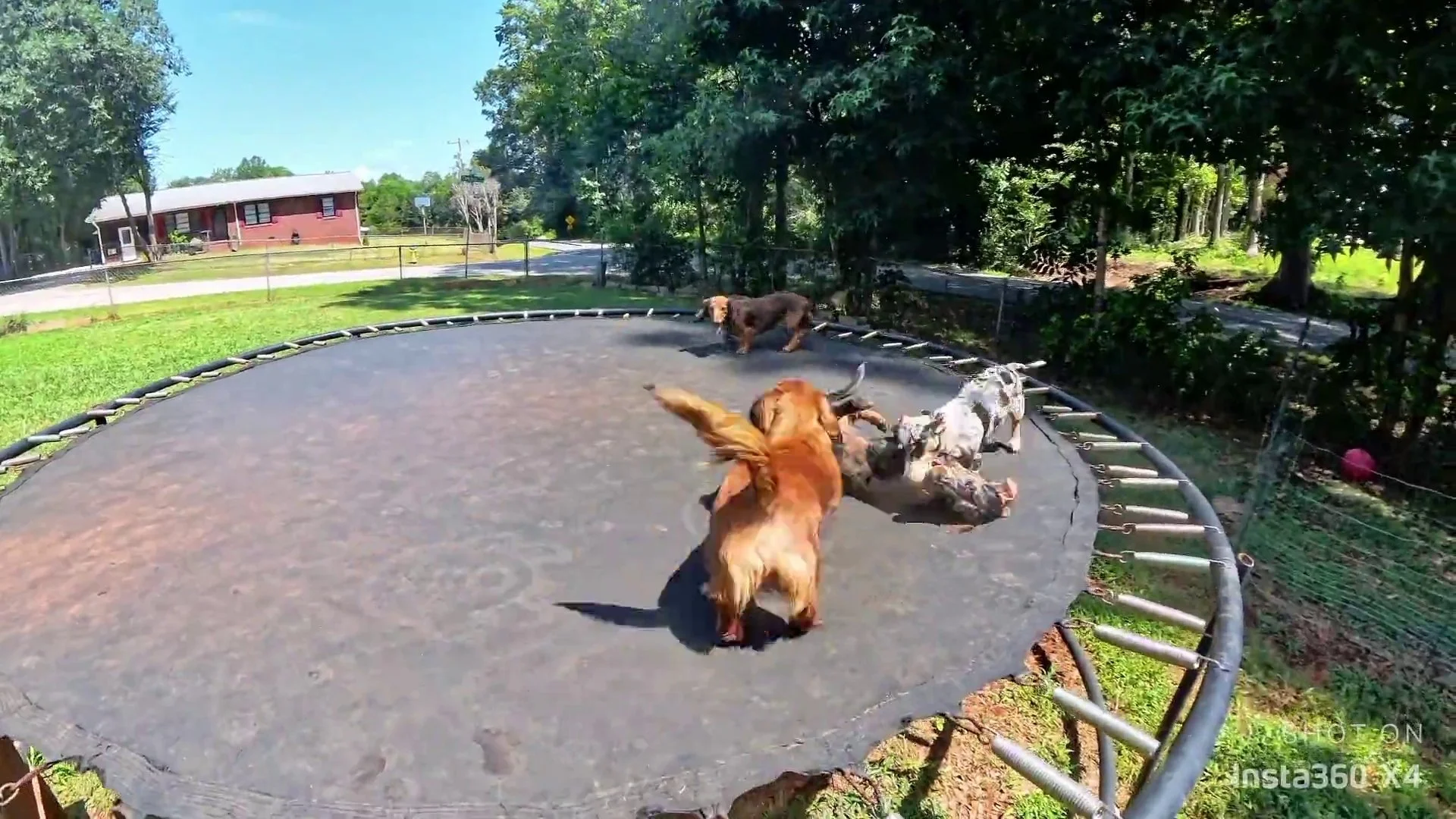 Life at Carolina Dachshunds