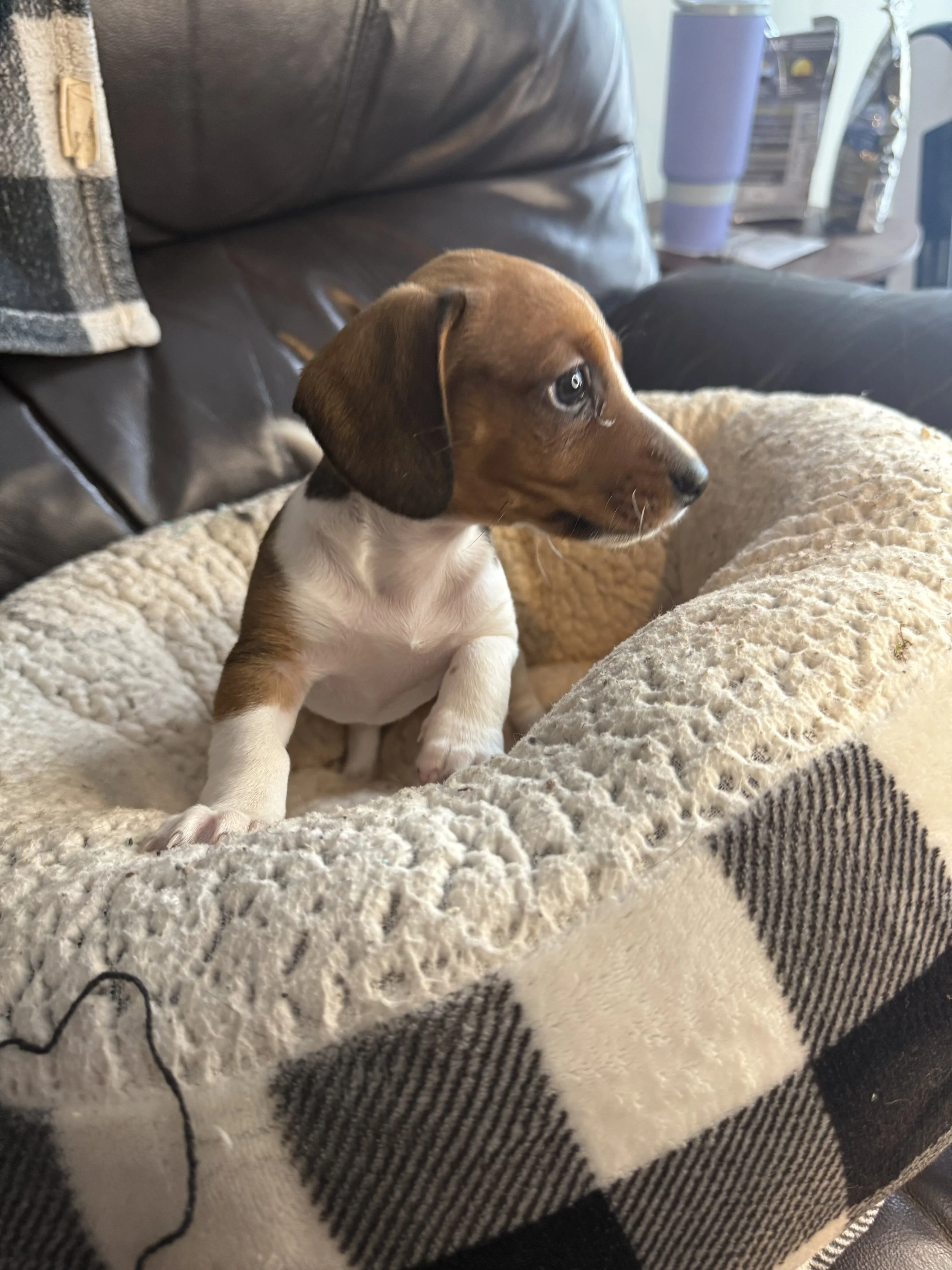 A brown and white puppy with floppy ears sitting on a cozy, beige fleece blanket in a living room. In the background, there are a purple tumbler, snack bags, and a piece of furniture.