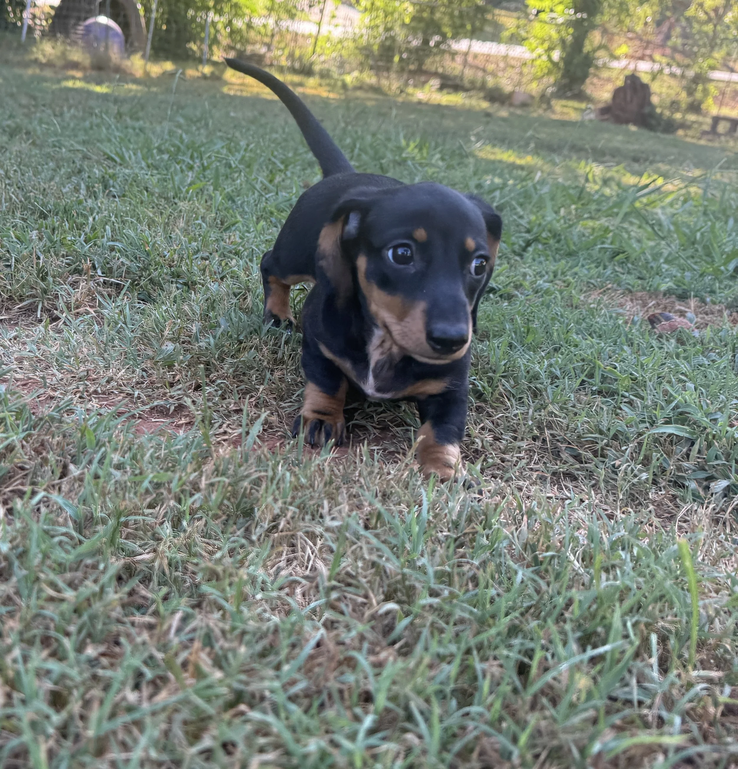 A small black and brown puppy with floppy ears and big eyes walking through green grass with trees and sunlight in the background.