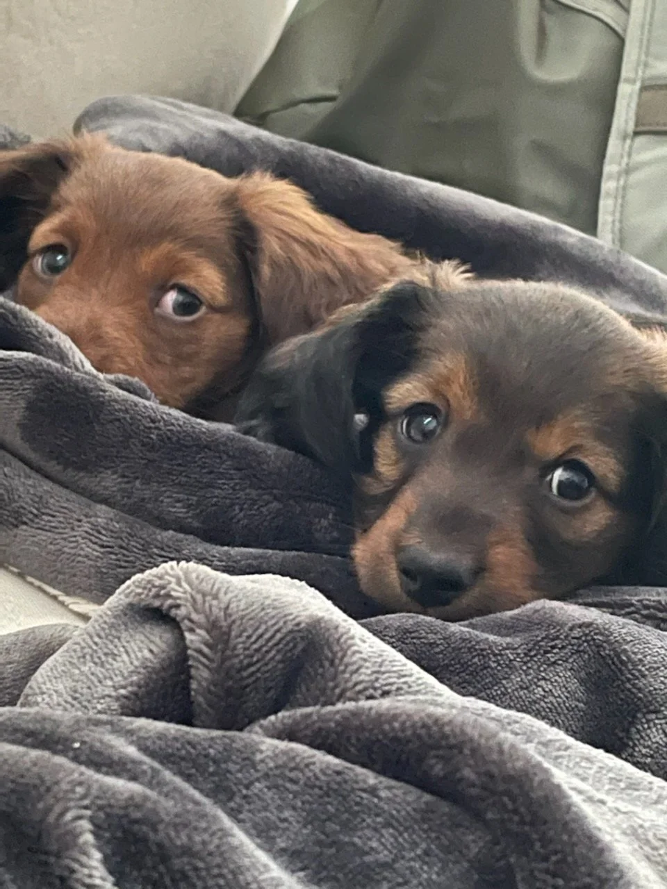 Two puppies, one light brown and one black with brown markings, lying close together on a gray blanket with a person in the background.