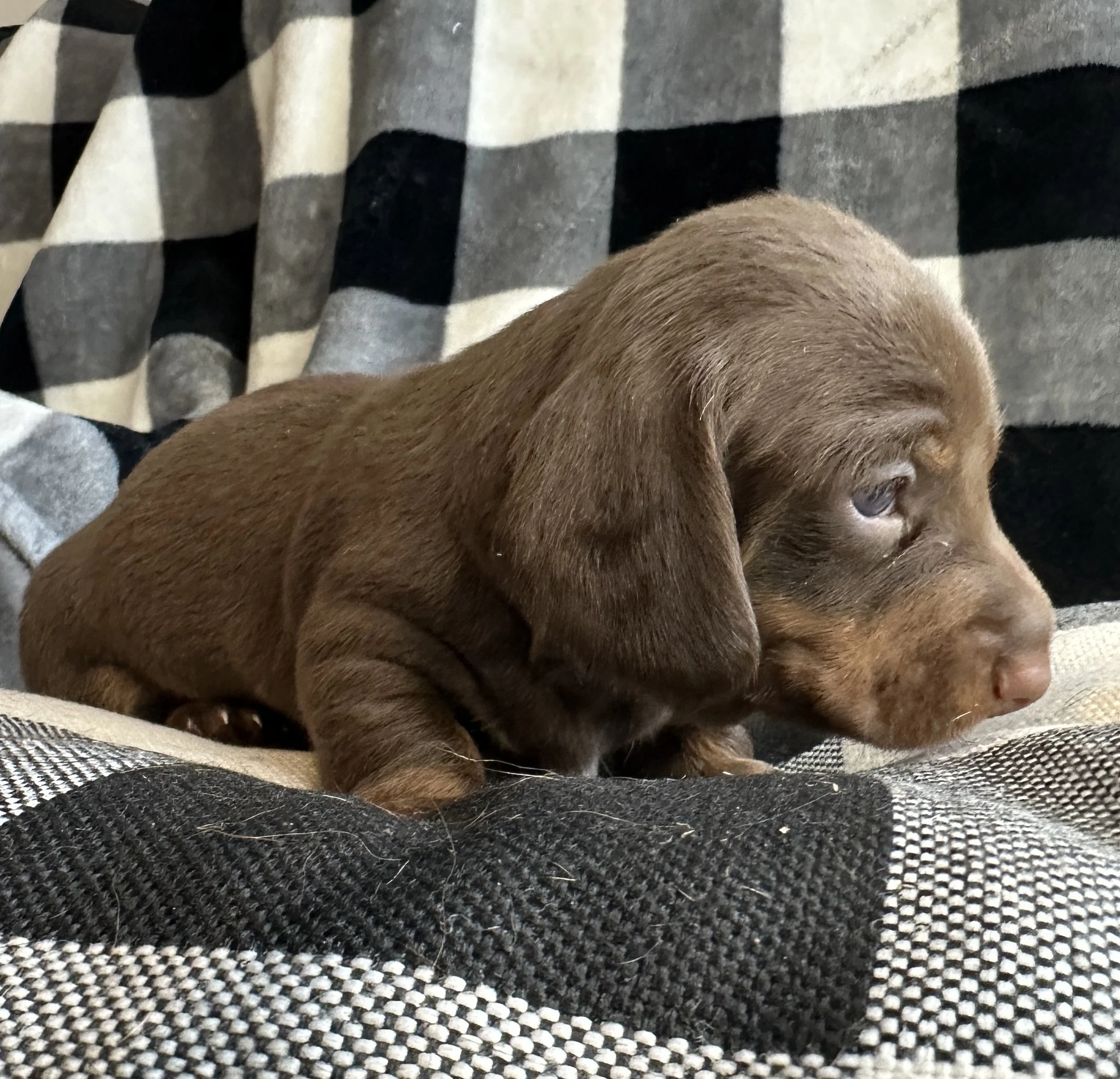 Miniature dachshund puppy at Carolina Dachshunds in South Carolina